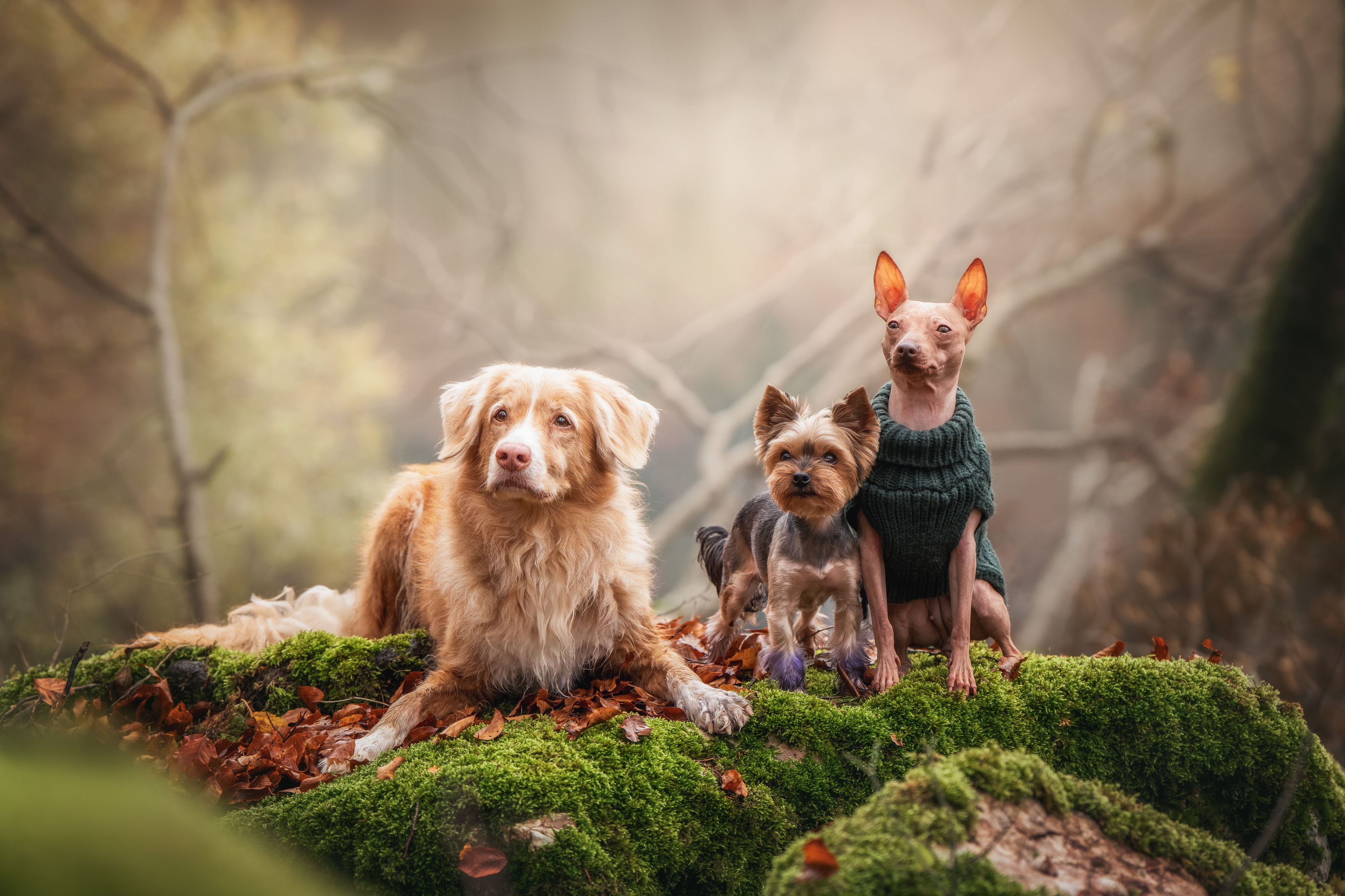 , Андрианова Ирина