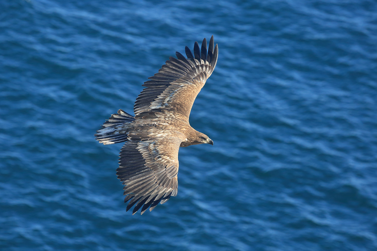 татарский пролив, орлан, белохвост, Валерий Платонов