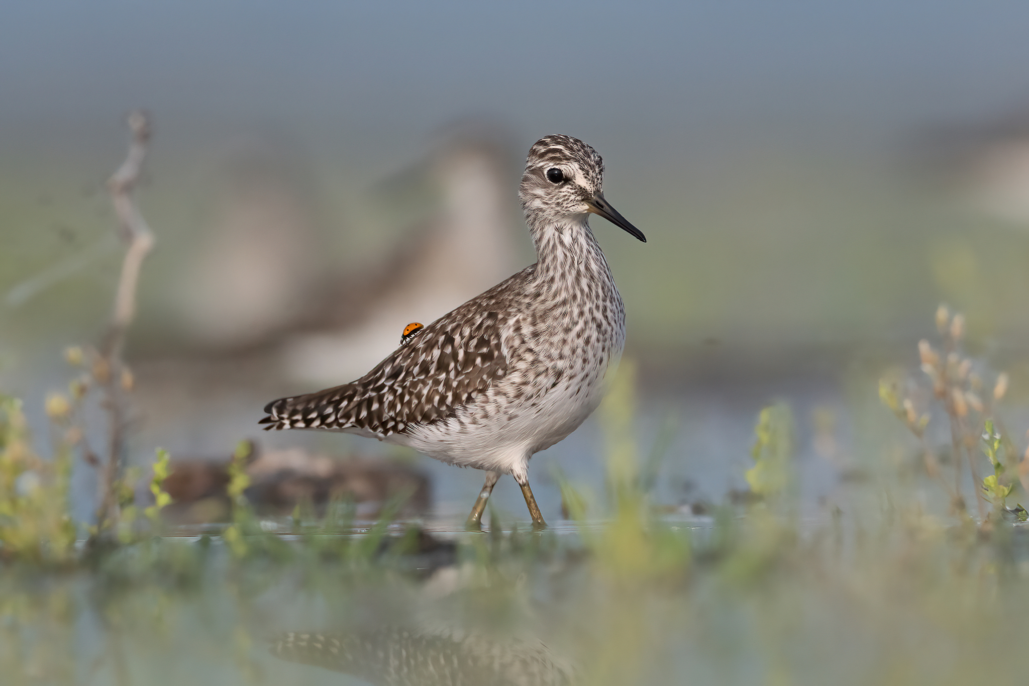 , Мартин Попов