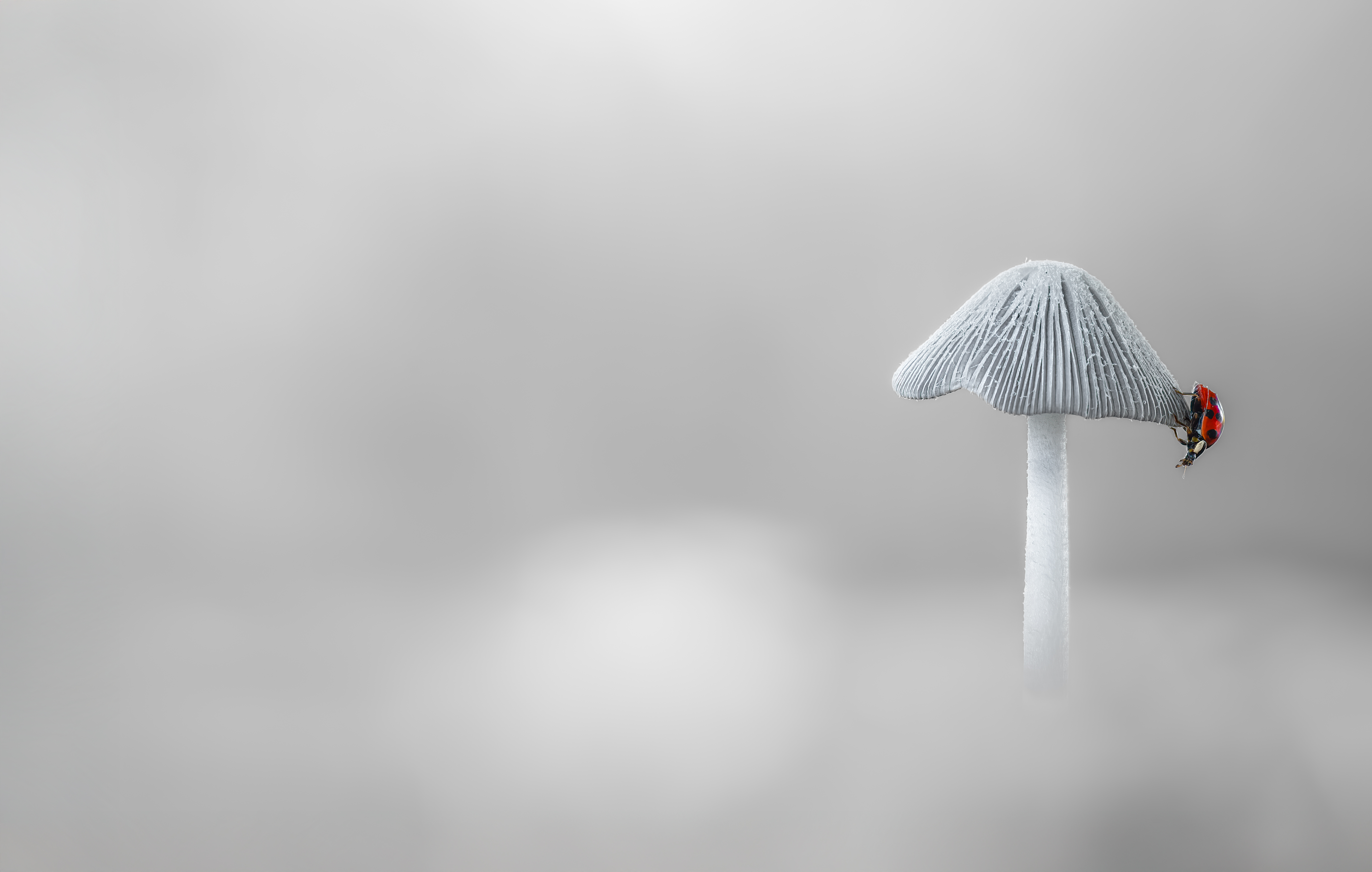 ladybug, mushroom, winter, minimalism, beetle, insect, flower, macro, bugs, ladybird,, Atul Saluja