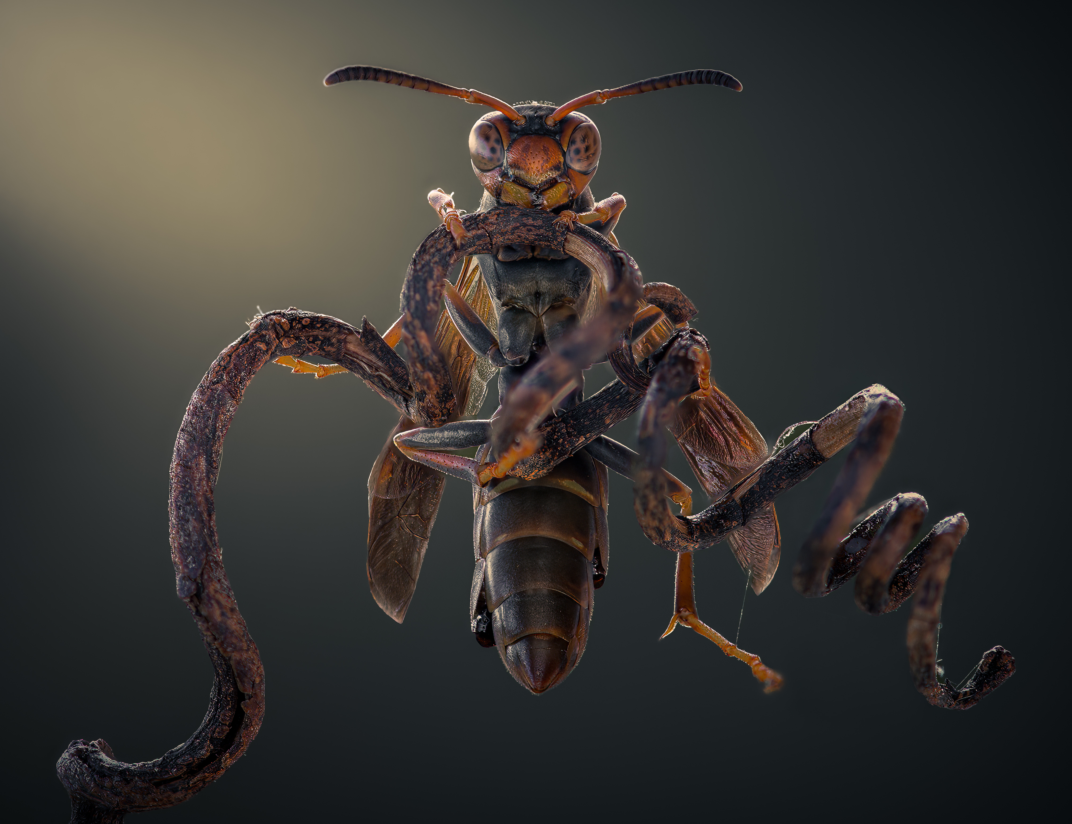 wasp, insect, macro, nature, wild, insects, bee,, Atul Saluja