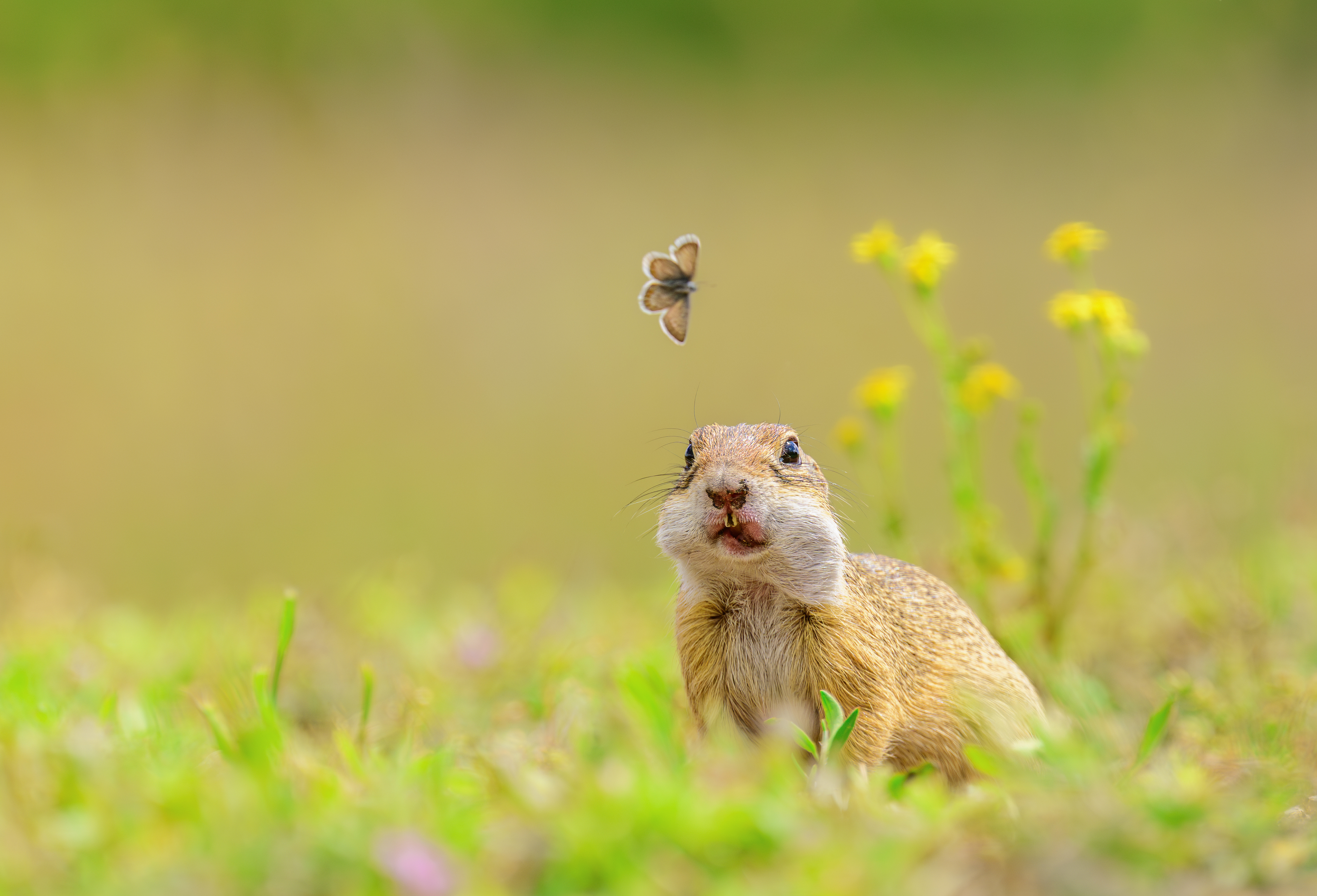 groundsquirrel, animal, cute, nature, wildlife,funny,cute, Tímea Ambrus