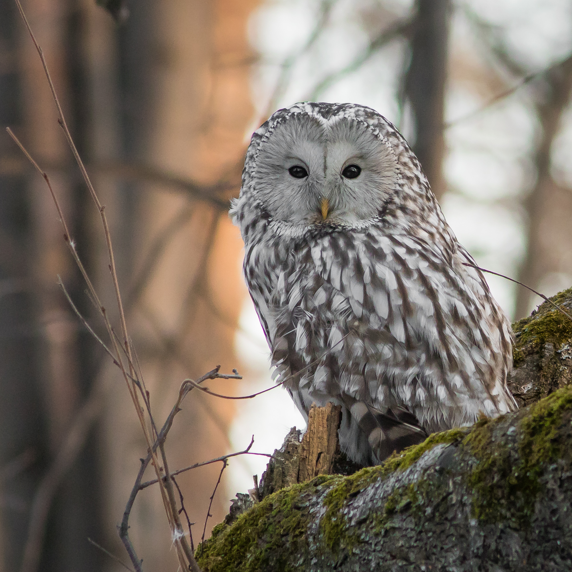 уральская неясыть, длиннохвостая неясыть, Суслов Дмитрий