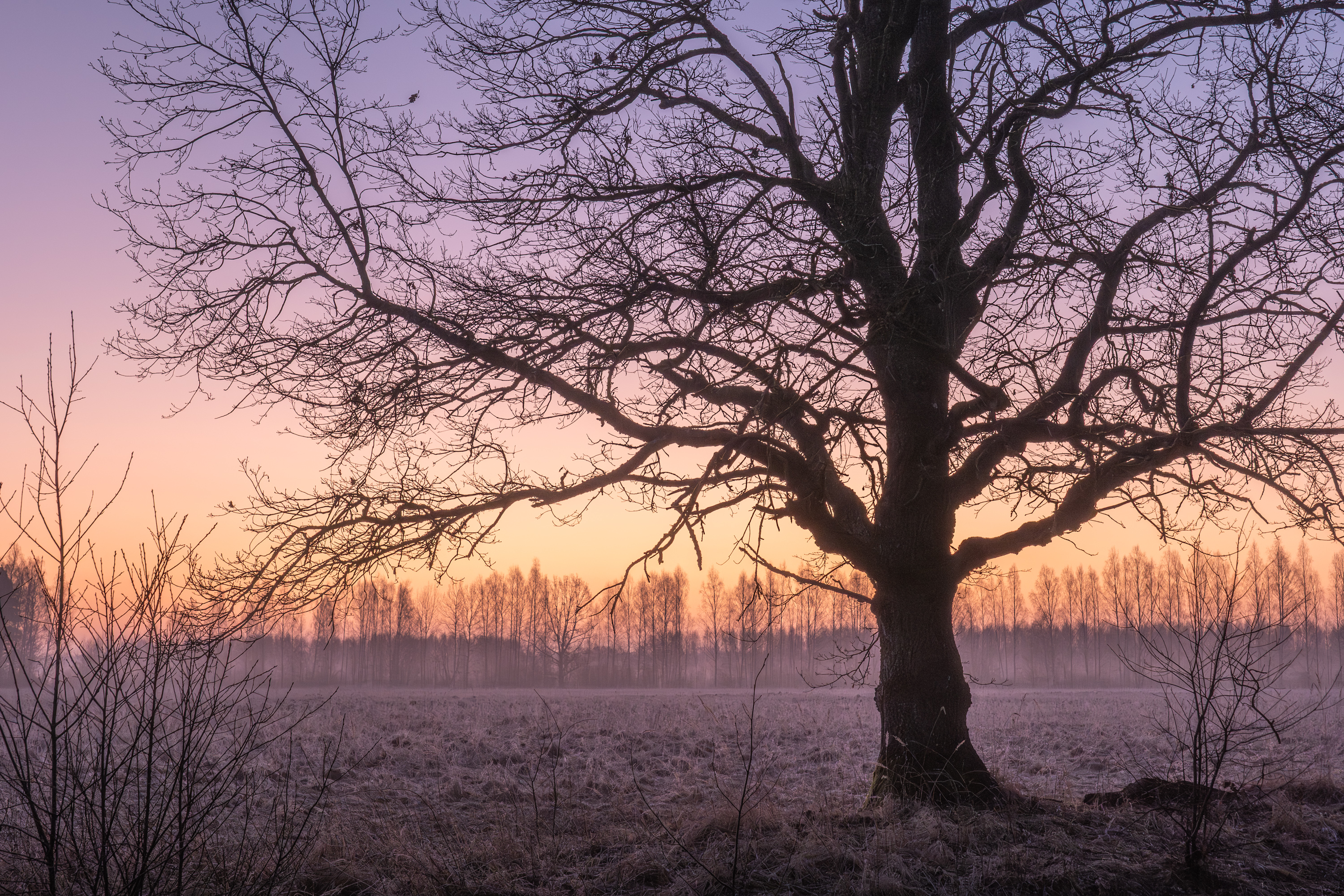 , Гордон Николай