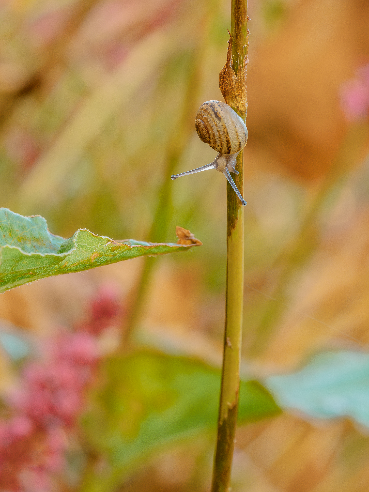 , Ирина Протченко