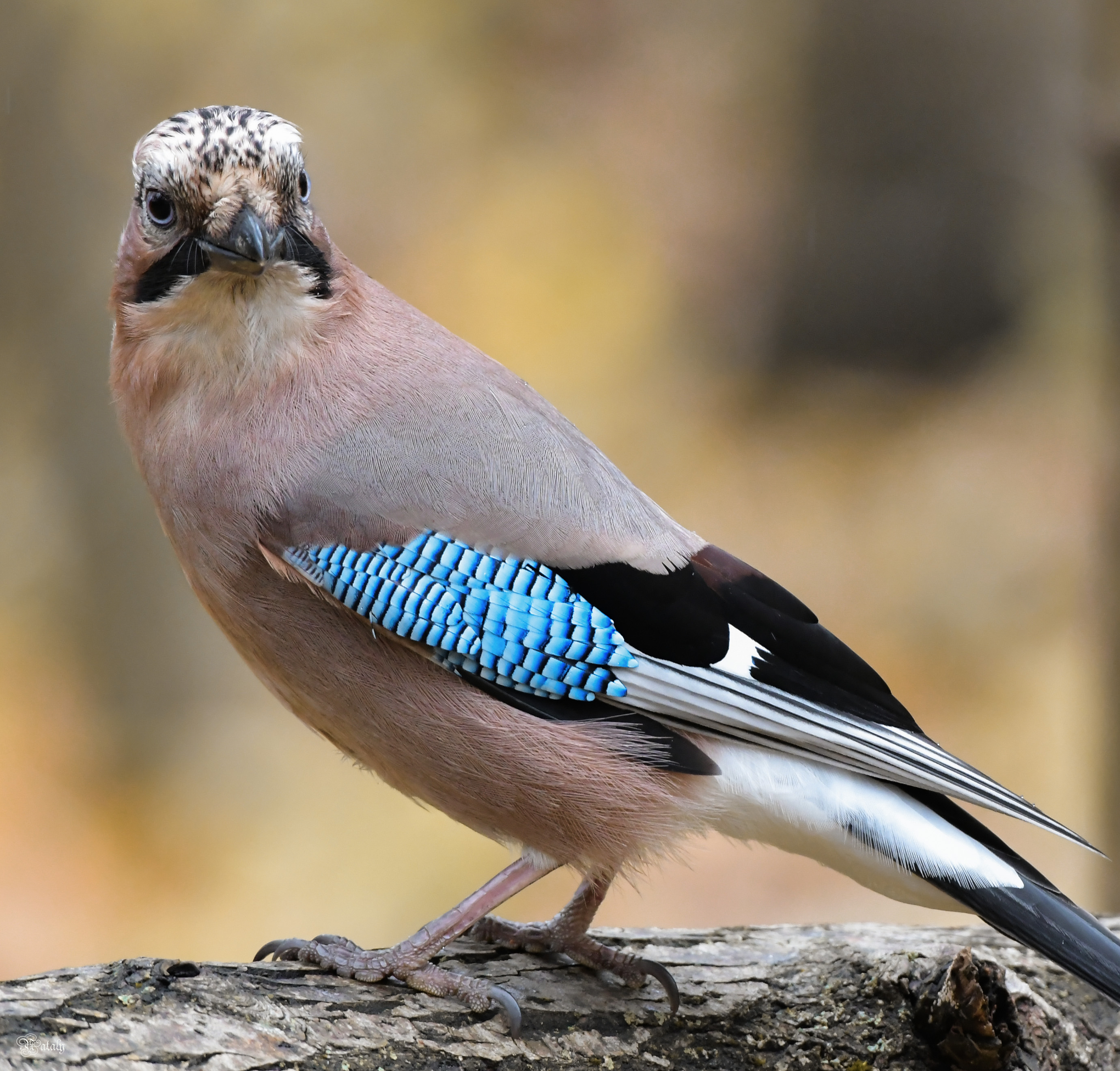 , Наталья Екимова