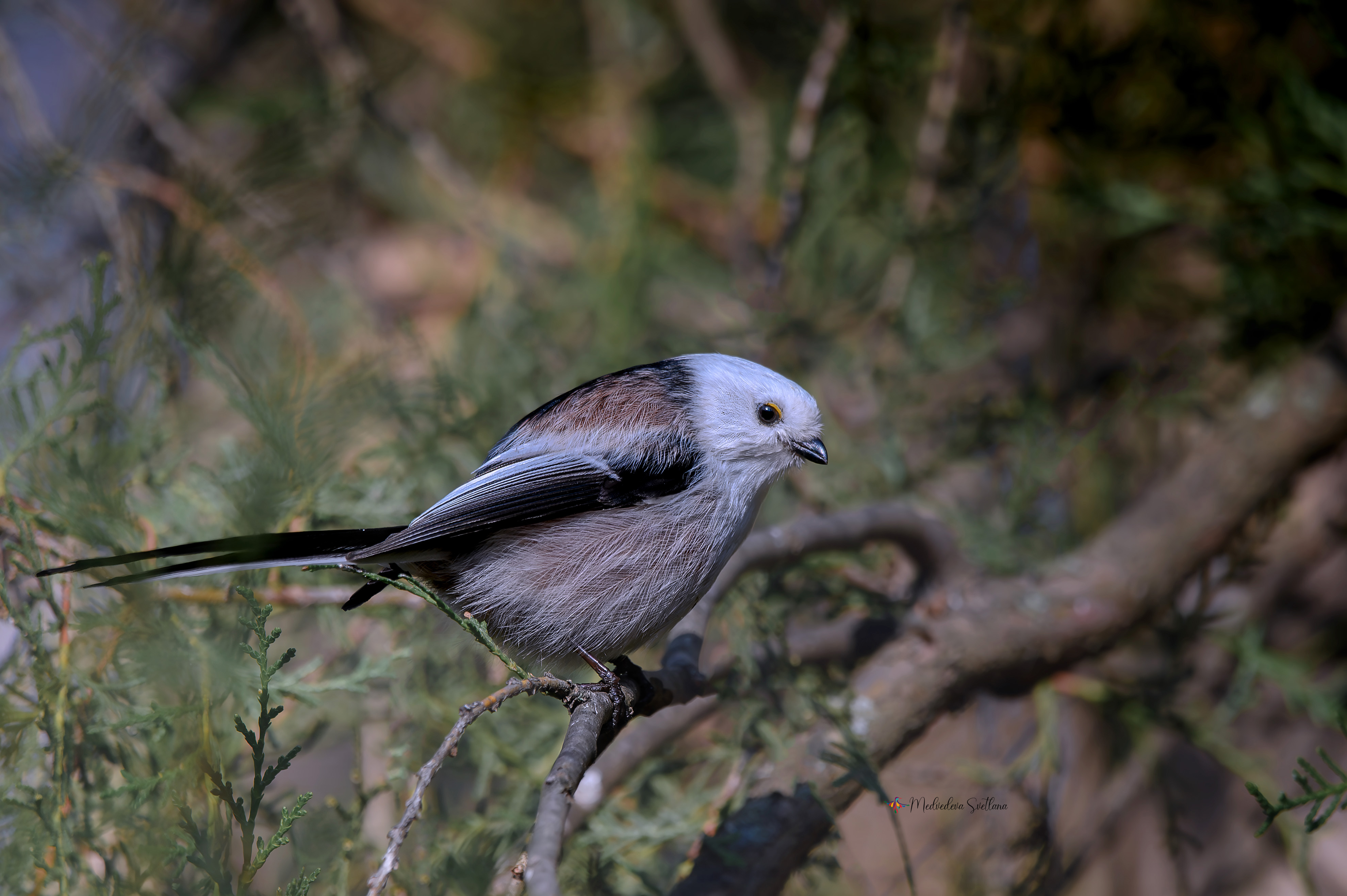 фотоохота, птица, синица, осень, птицы, длиннохвостая синица., Медведева Светлана