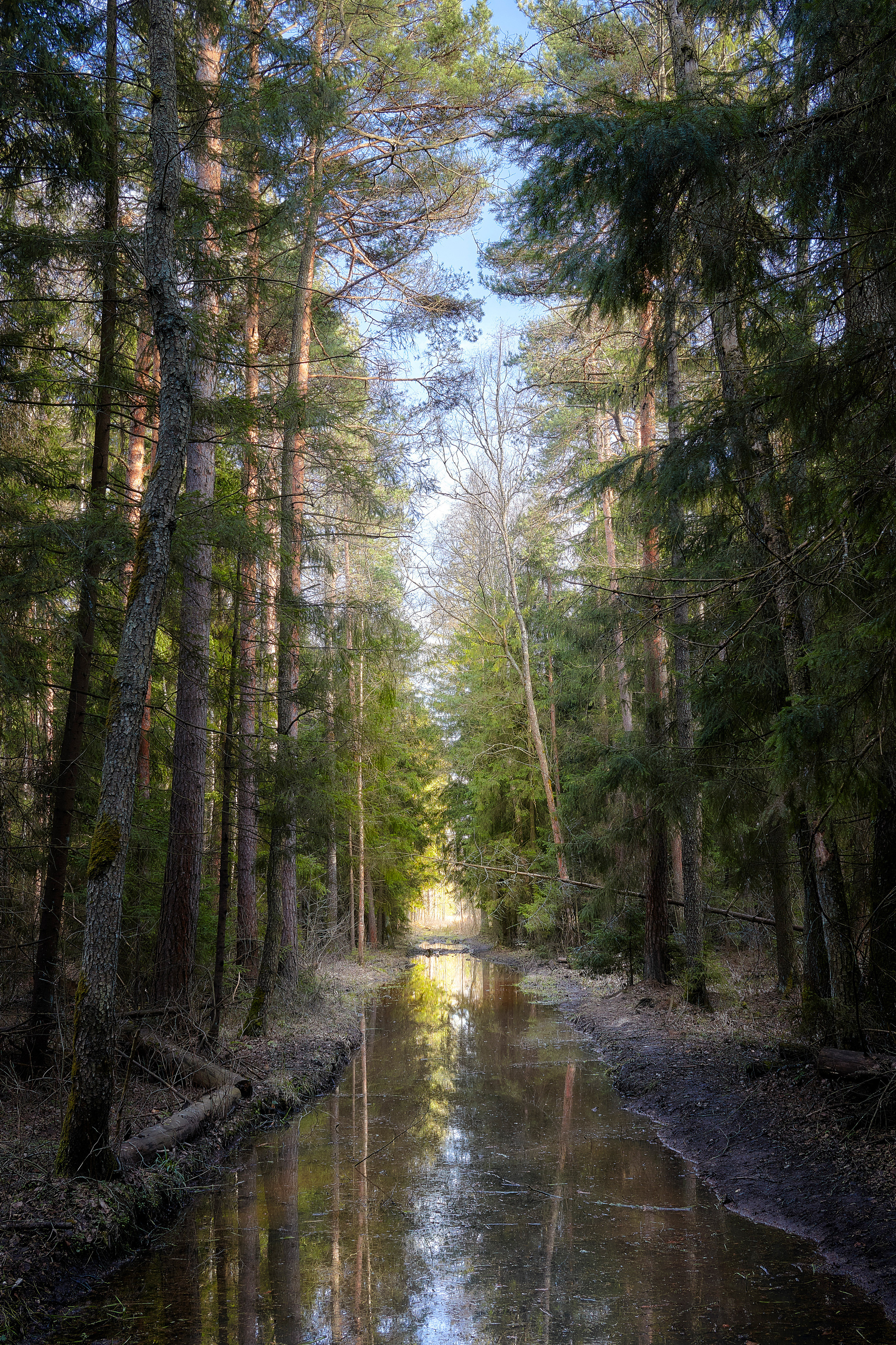 лес, деревья, листва, весна, отражения, Валерий Вождаев