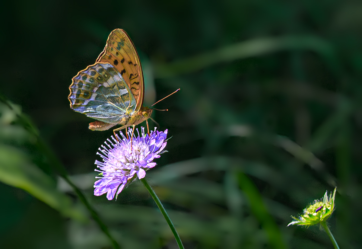 насекомые, бабочка, нимфалида, перламутровка, лесная, лето, июль, Борис Новиков