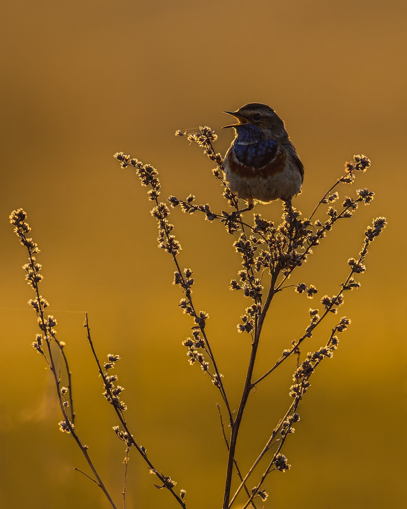 варакушка, закат, птицы, Ruslan Pl