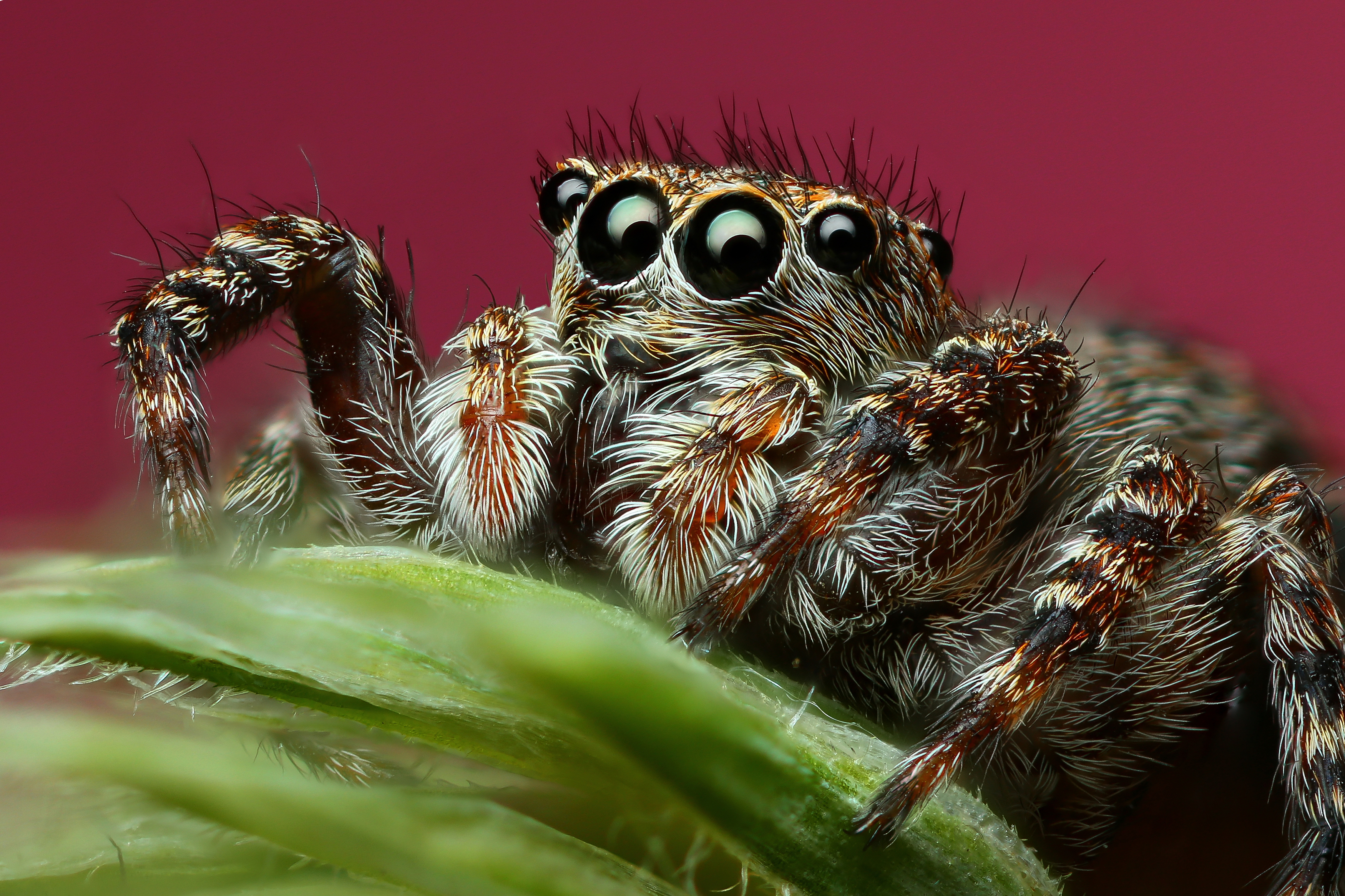 макро, природа, животное, растение, цвет, фото, розовый, паук, трава, Шаповалов Андрей