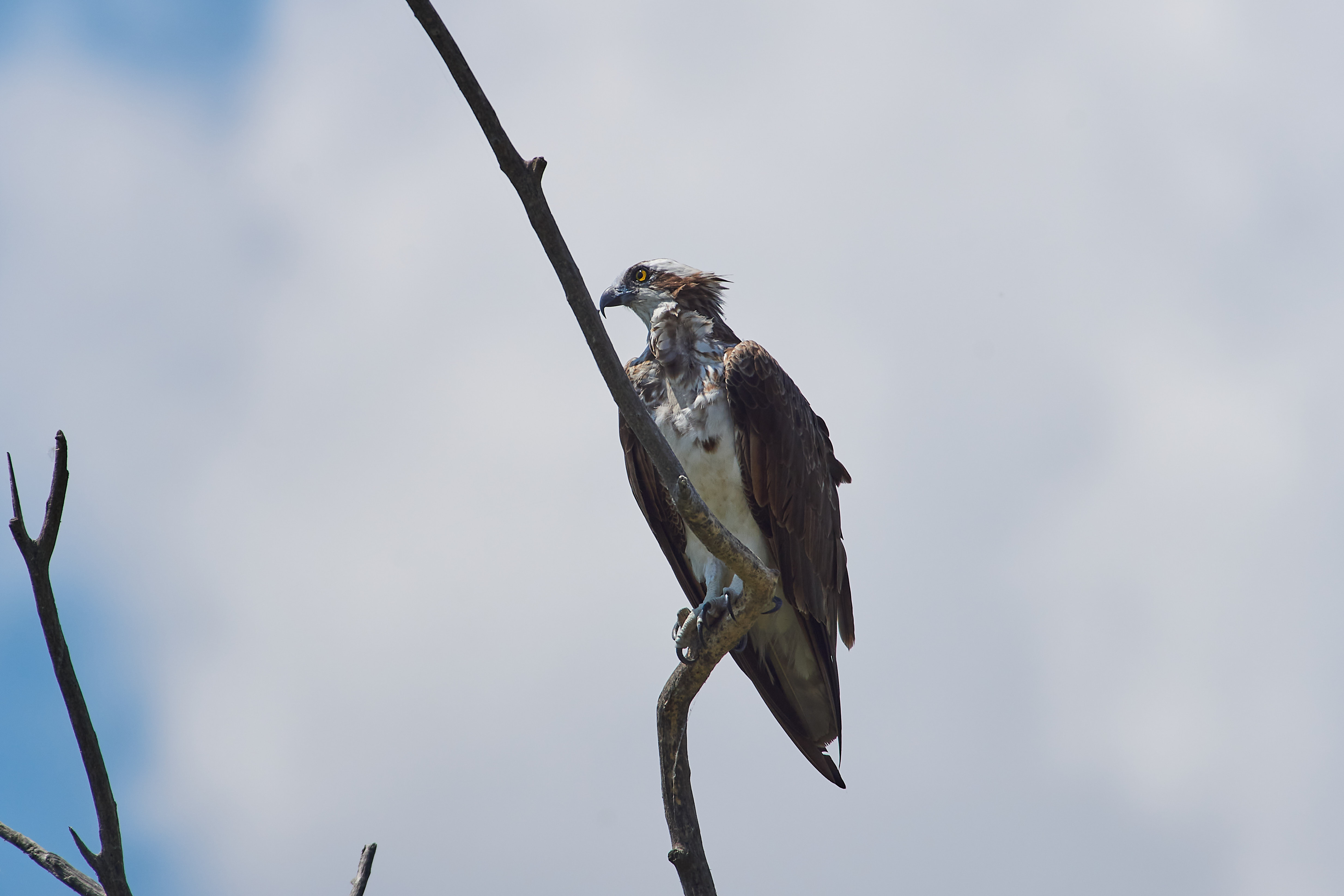 скопа, , Павел Сторчилов