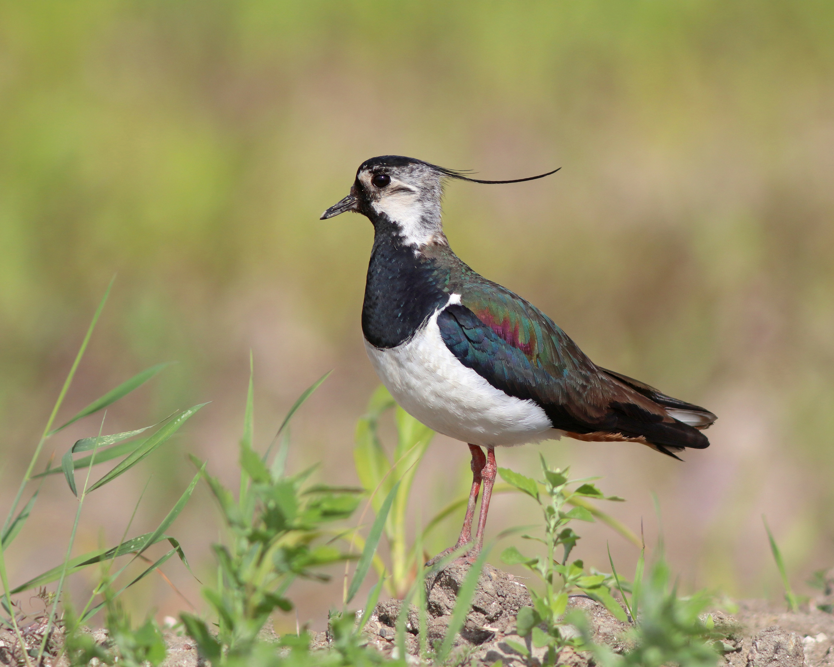 чибис, пигалица, vanellus vanellus, northern lapwing, Бондаренко Георгий