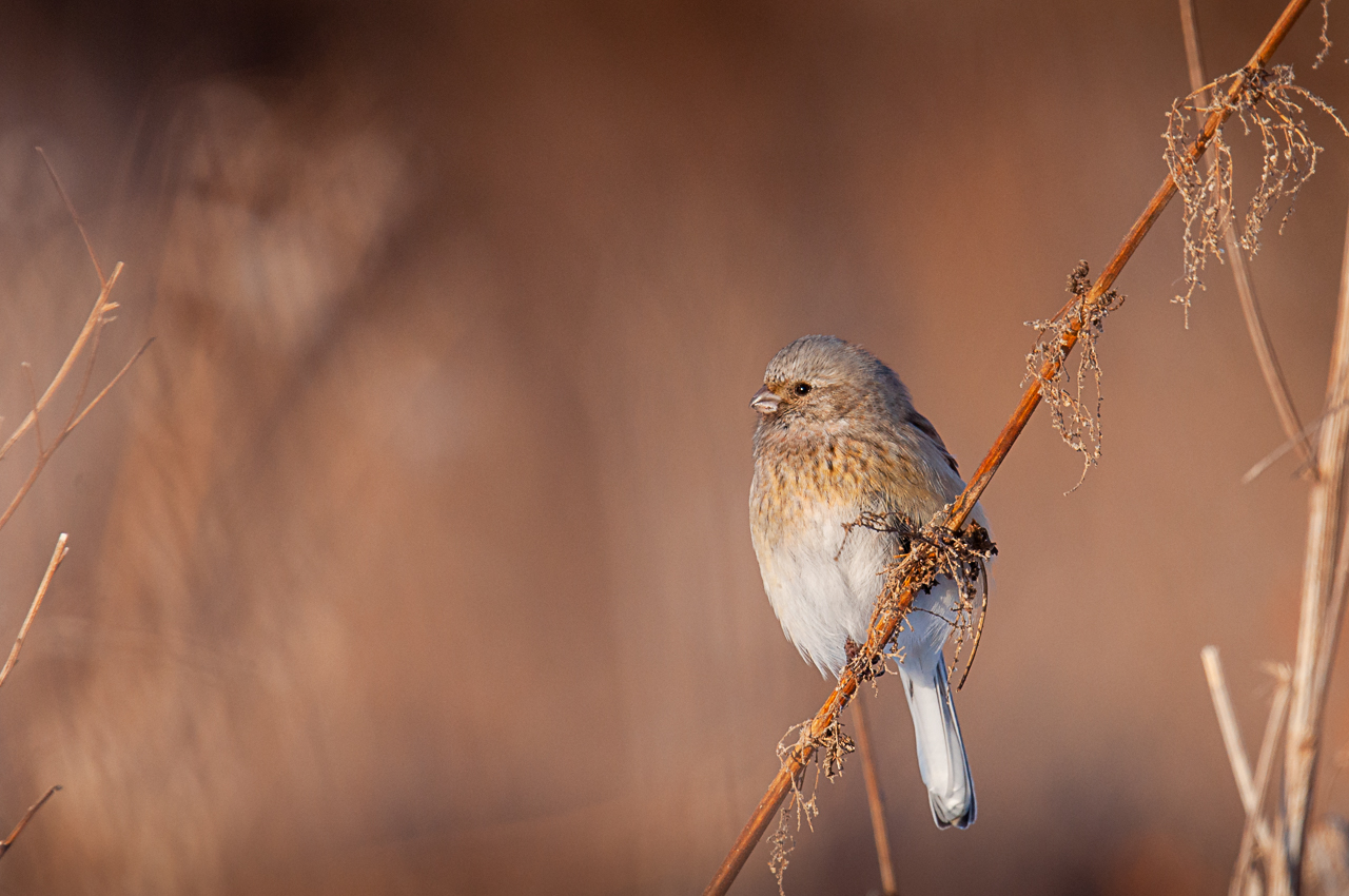 урагус, птица, Anton