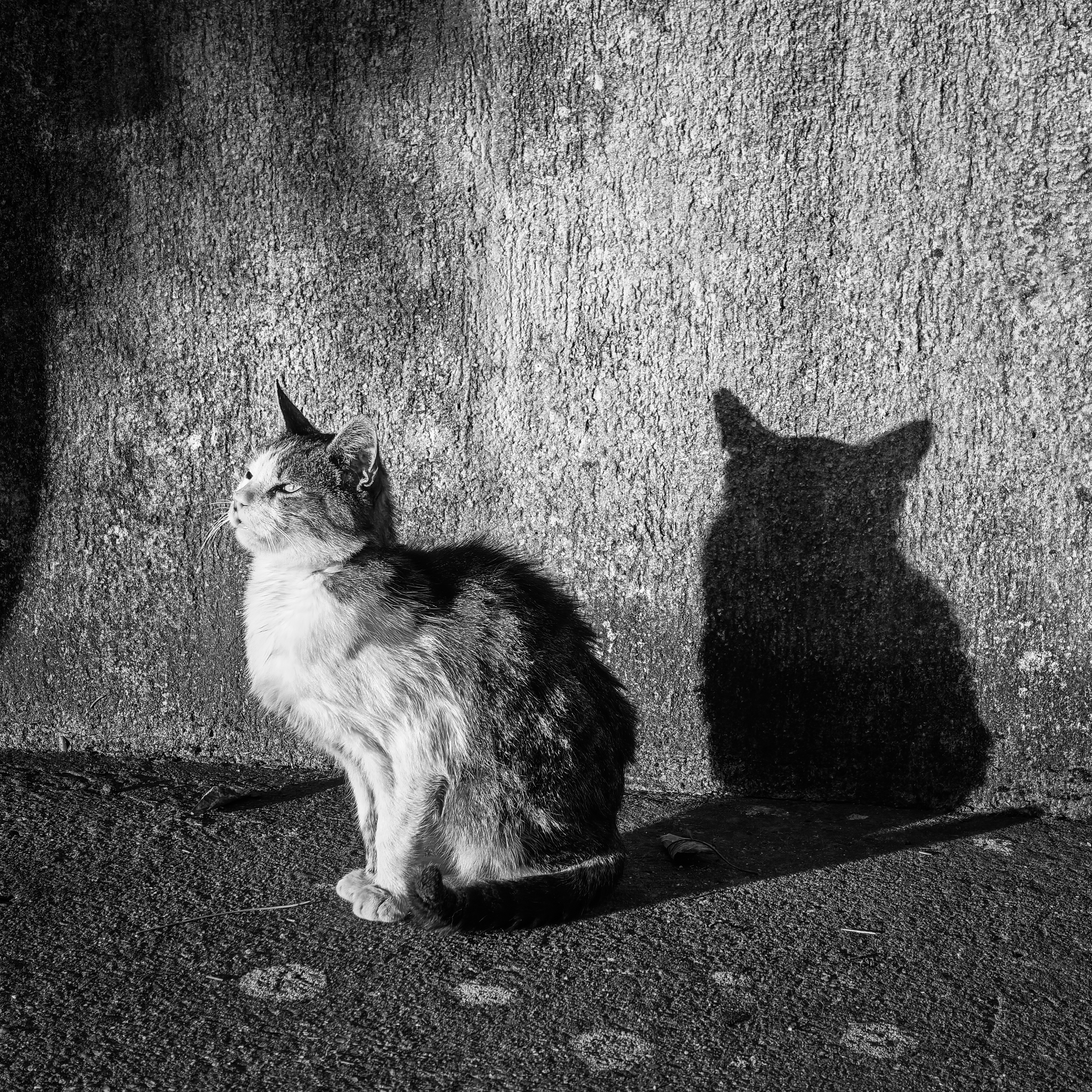 , Шилов Александр