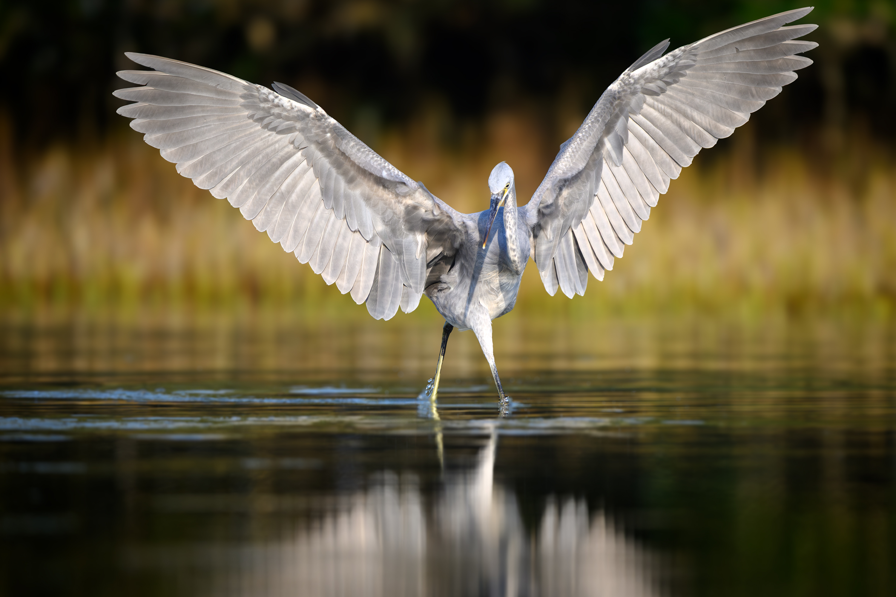 птица, фотоохота, цапля, природа, фауна, Vladimir Kulikov