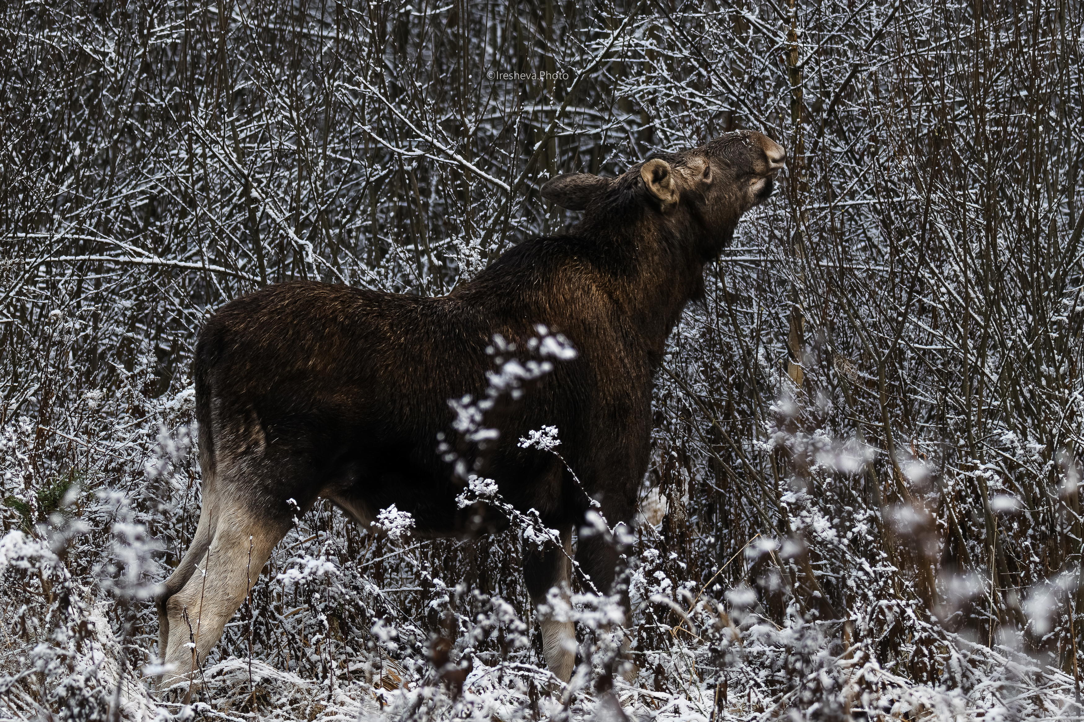 Лось, Ирешева Мария