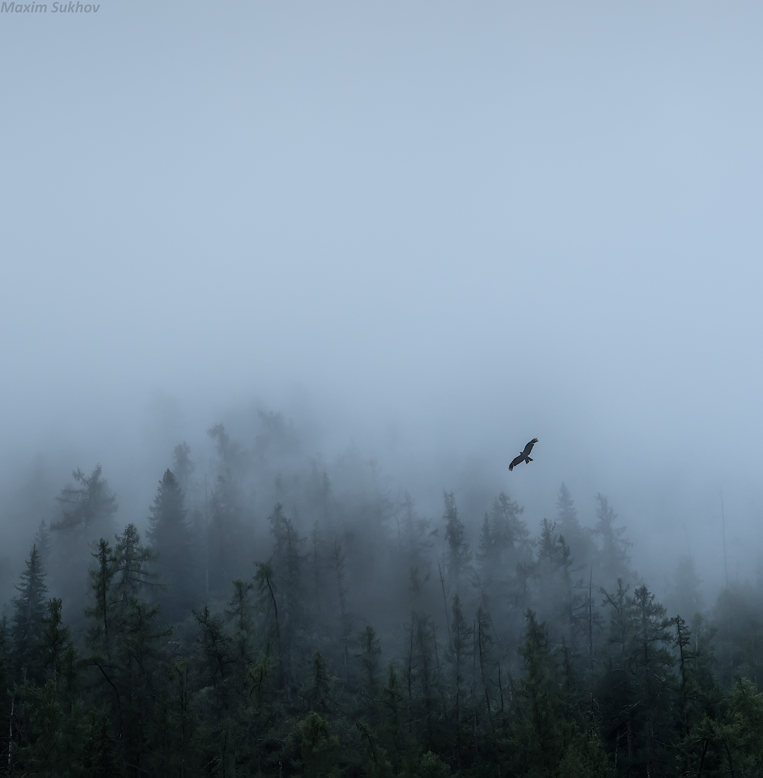 Алтай, Чуйский тракт, горы, туман, дождь, птица, орел, Максим Сухов