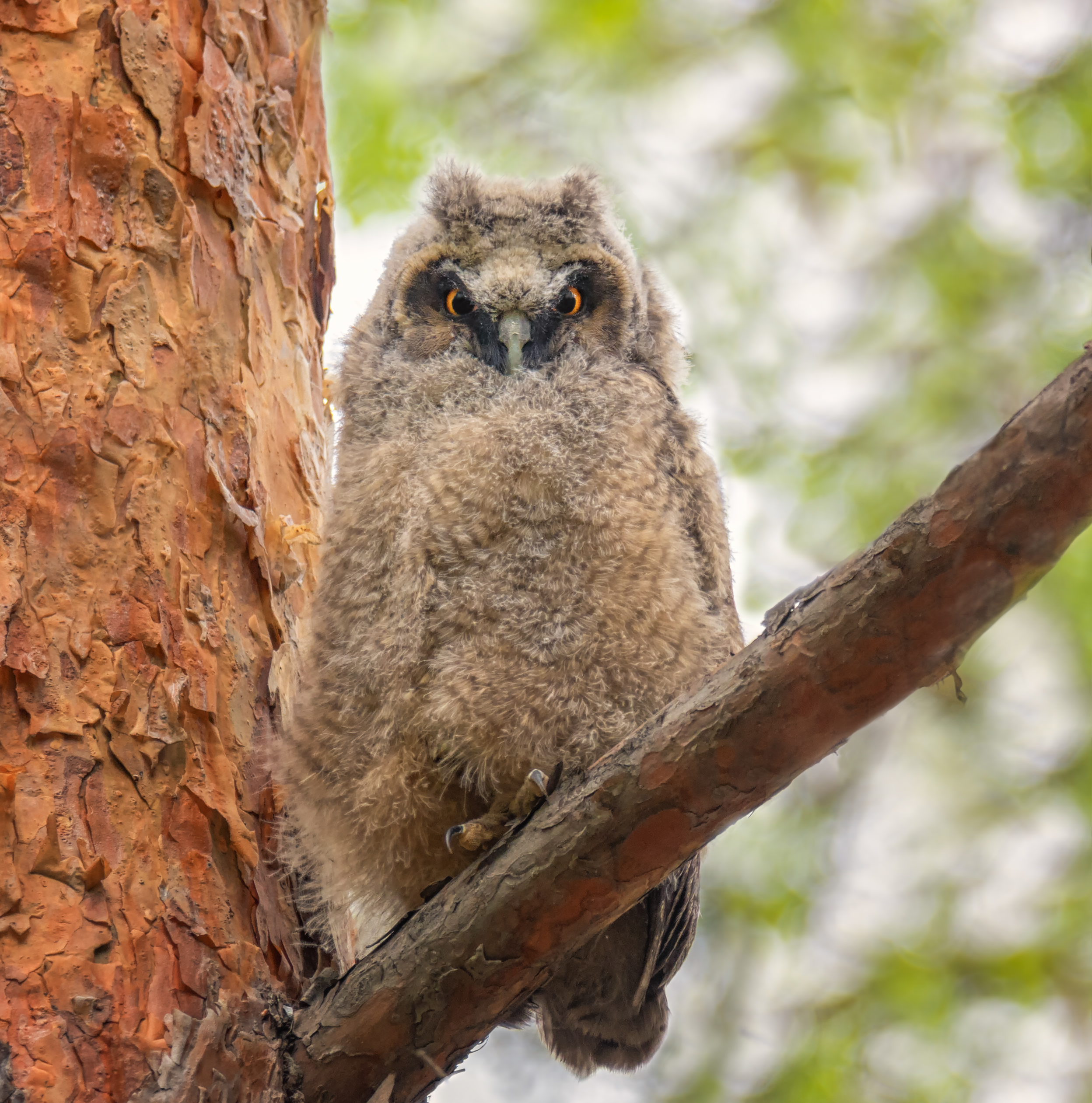 птица, совёнок, ушастаясова,, Мочалова Марина