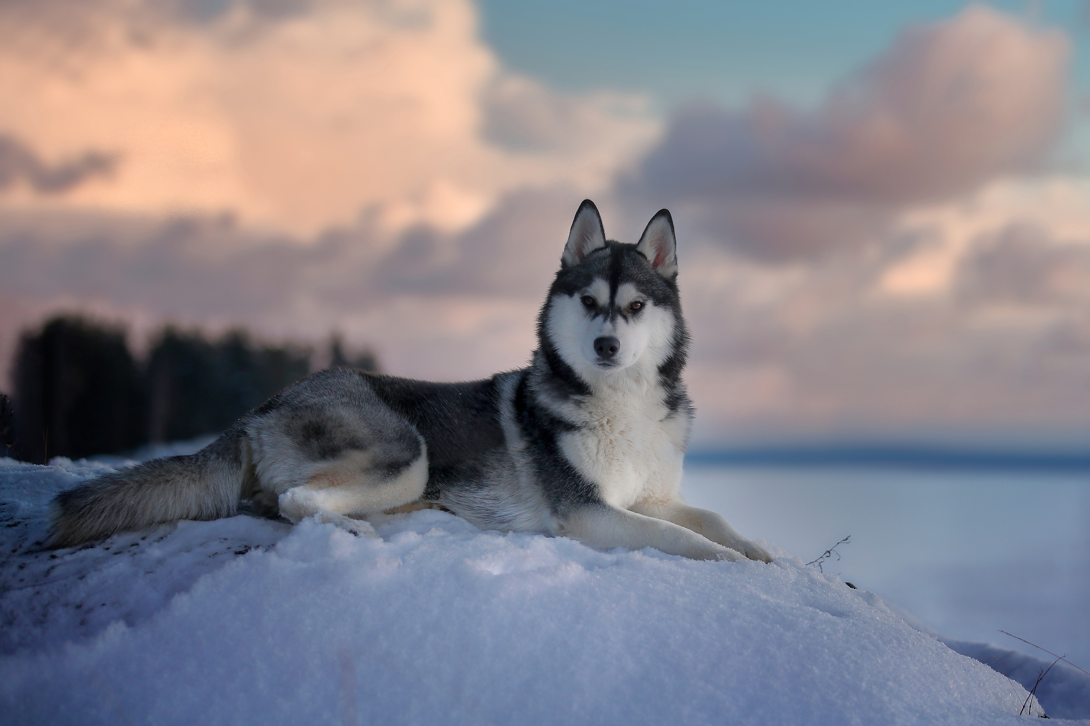 , Андрей Ершов