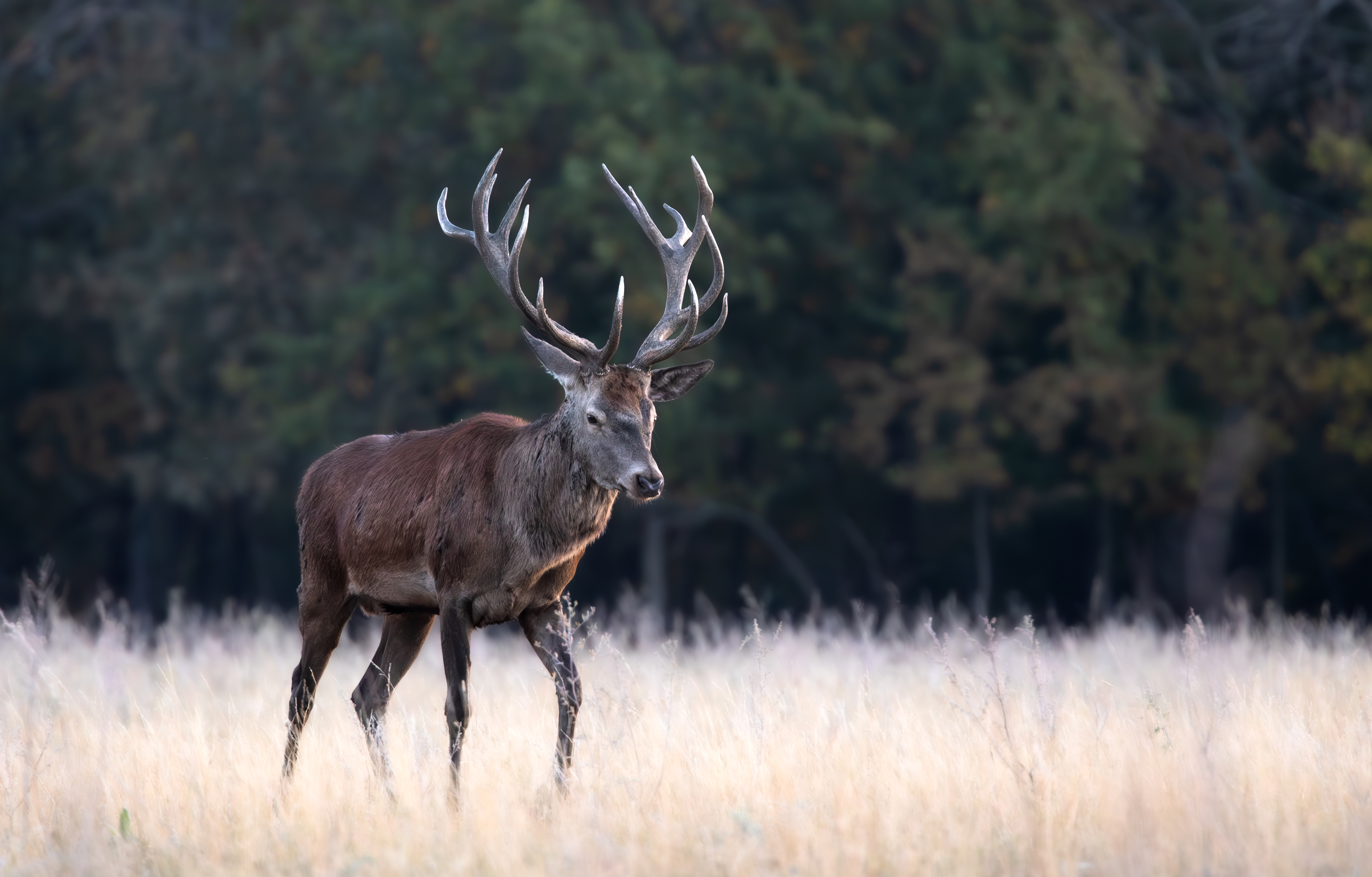 , Веревченко Михаил