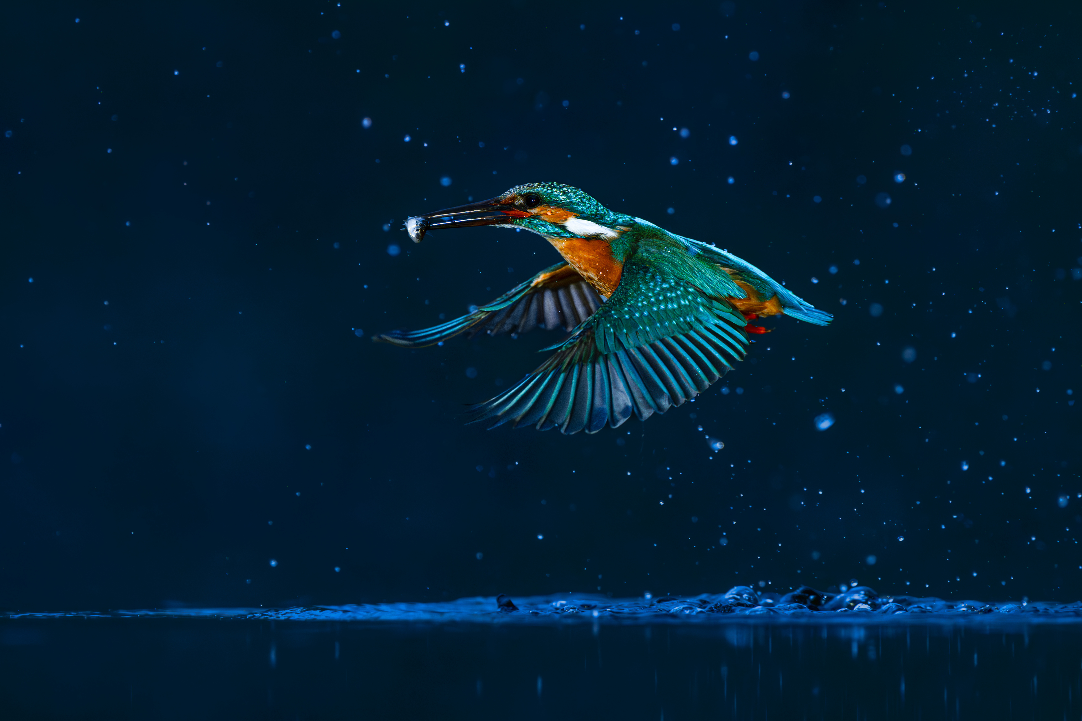 kingfisher, bird, nature, wildlife, Tímea Ambrus