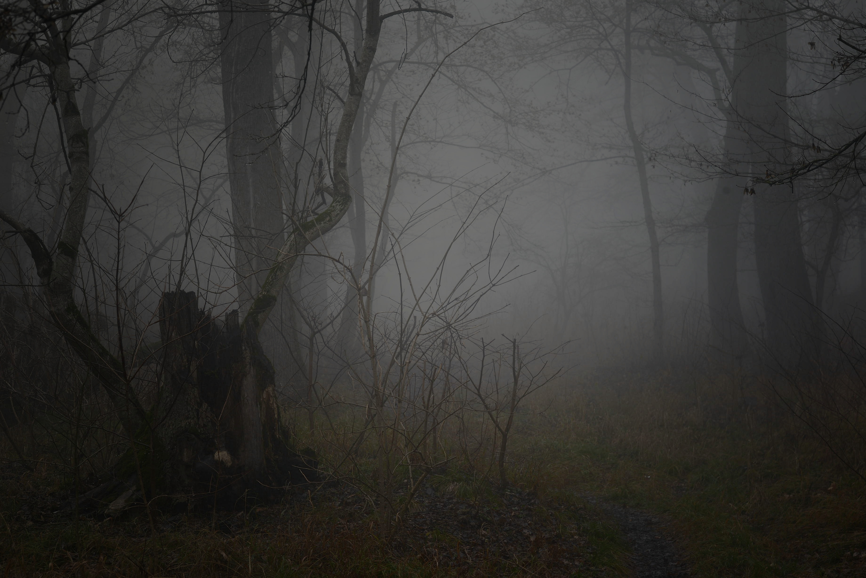 весна, туман, лес, утро, Александр Жарников