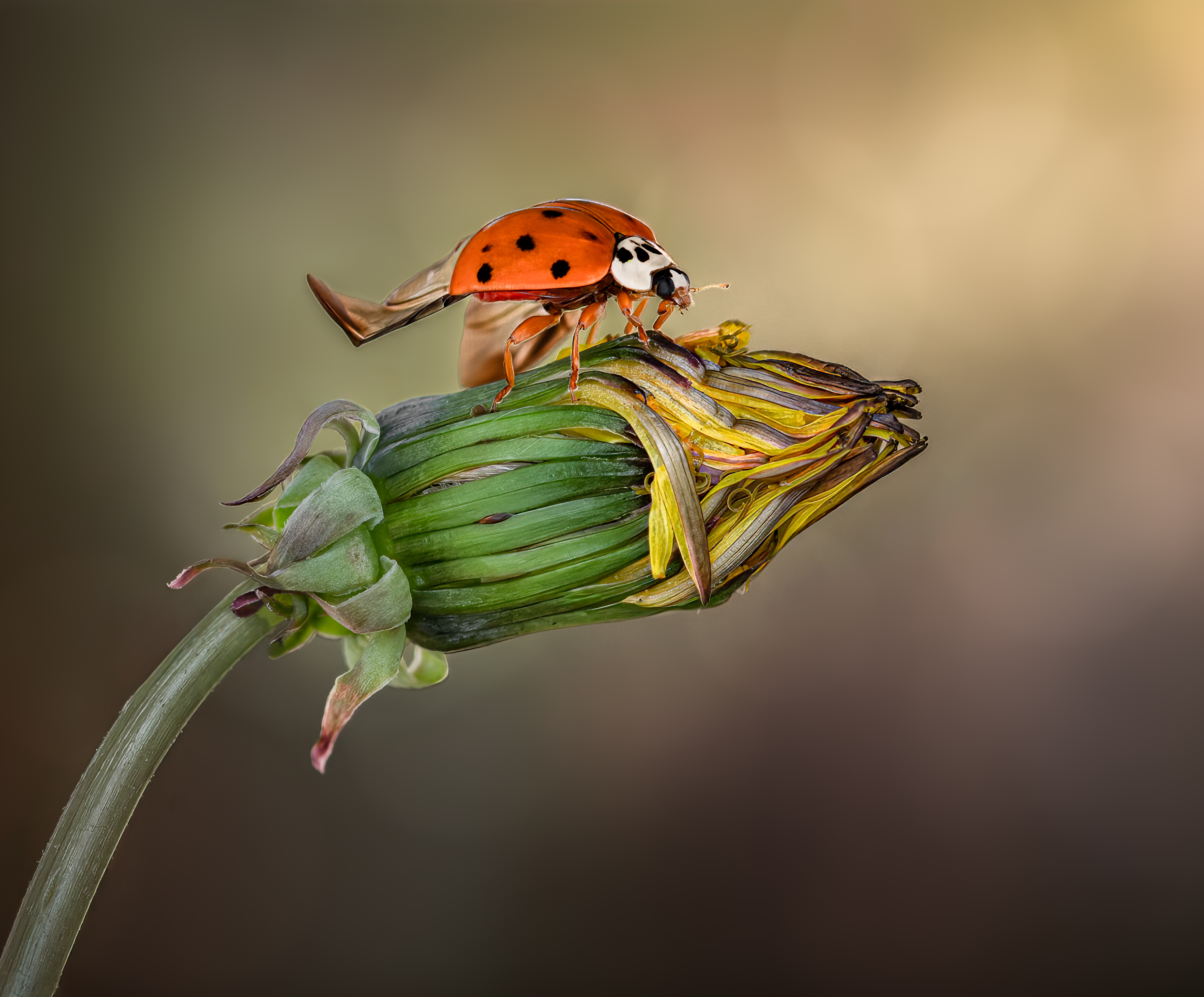 ladybug, beetle, insect, flower, macro, bugs, ladybird,, Atul Saluja