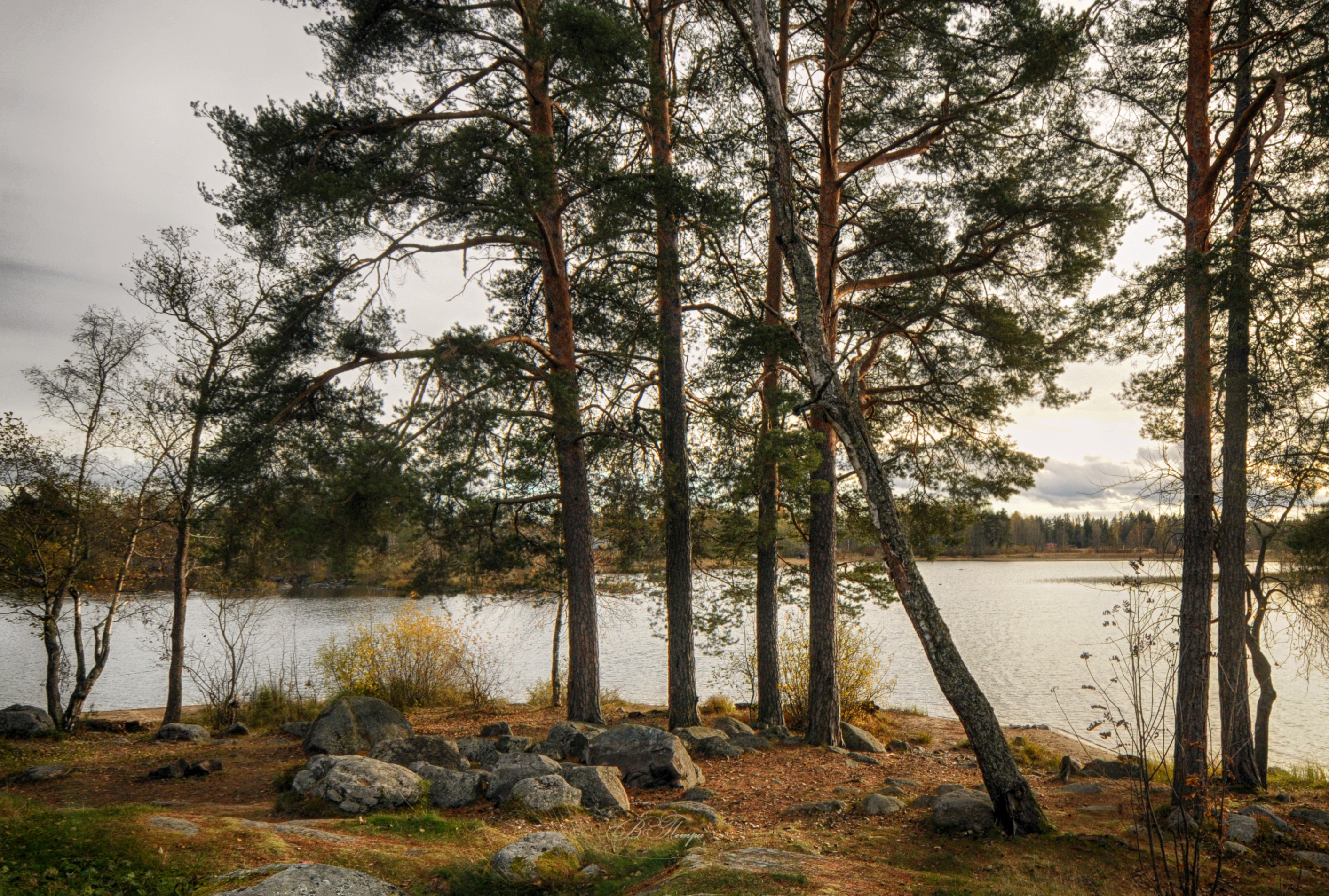 сосны камни озеро, Вера Петри