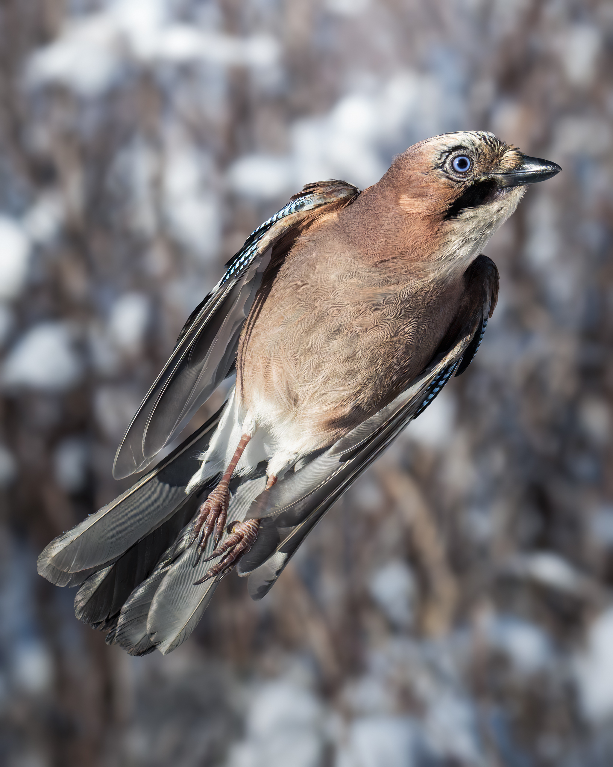 , Поляков Михаил