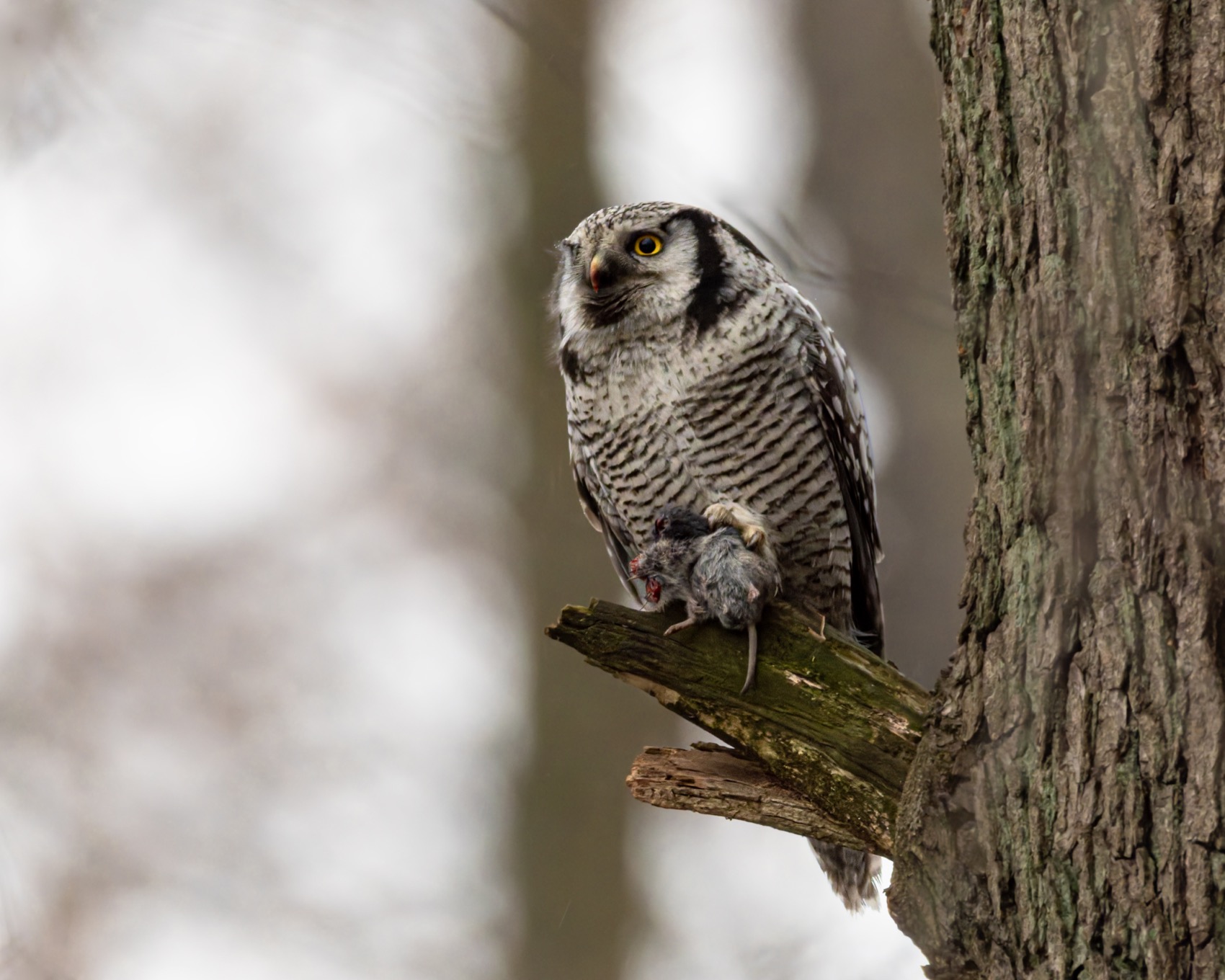 ястребиная сова, сова, птицы, Ruslan Pl