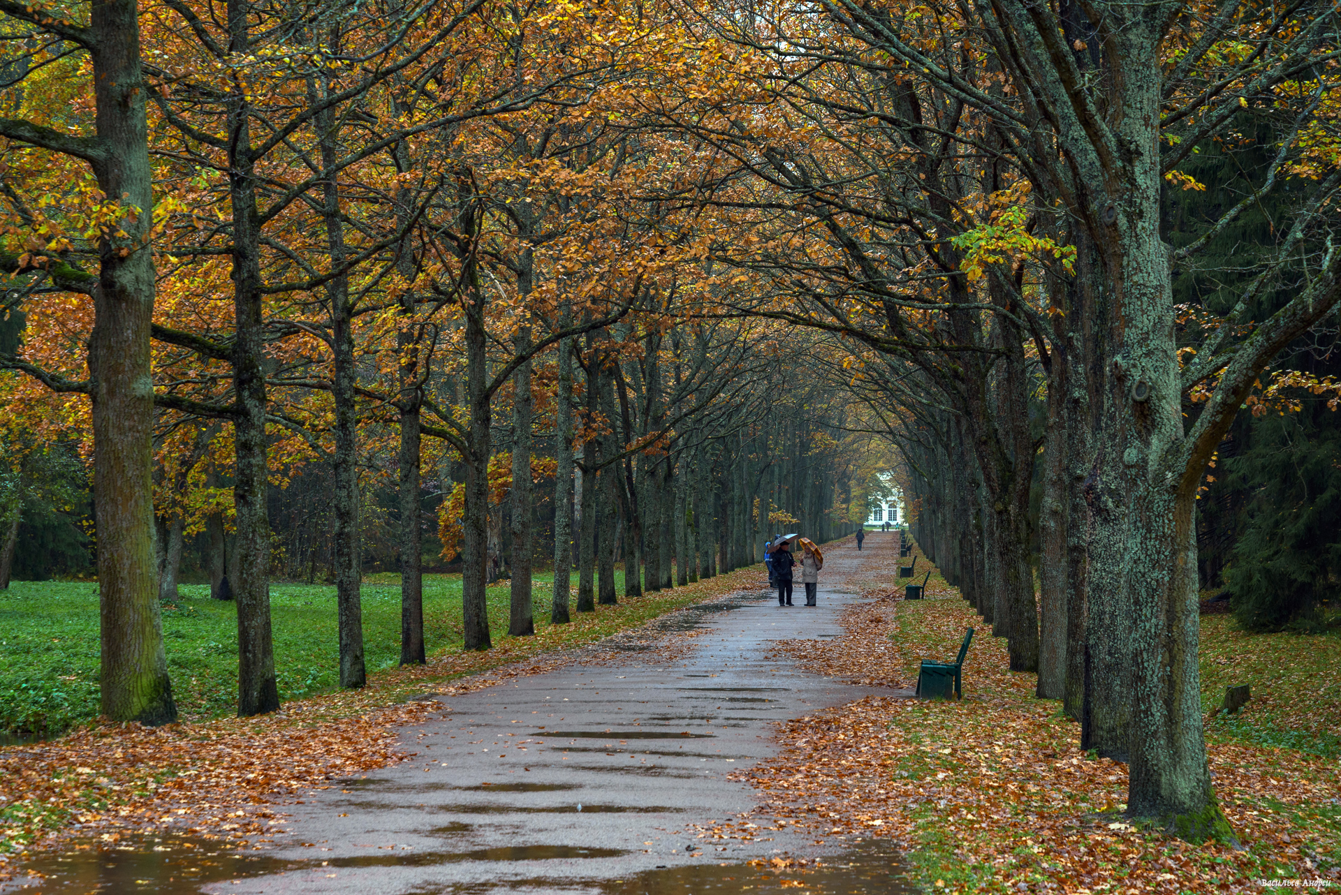 павловский парк, парк, санкт-петербург, осень, Vasilyev Andrey