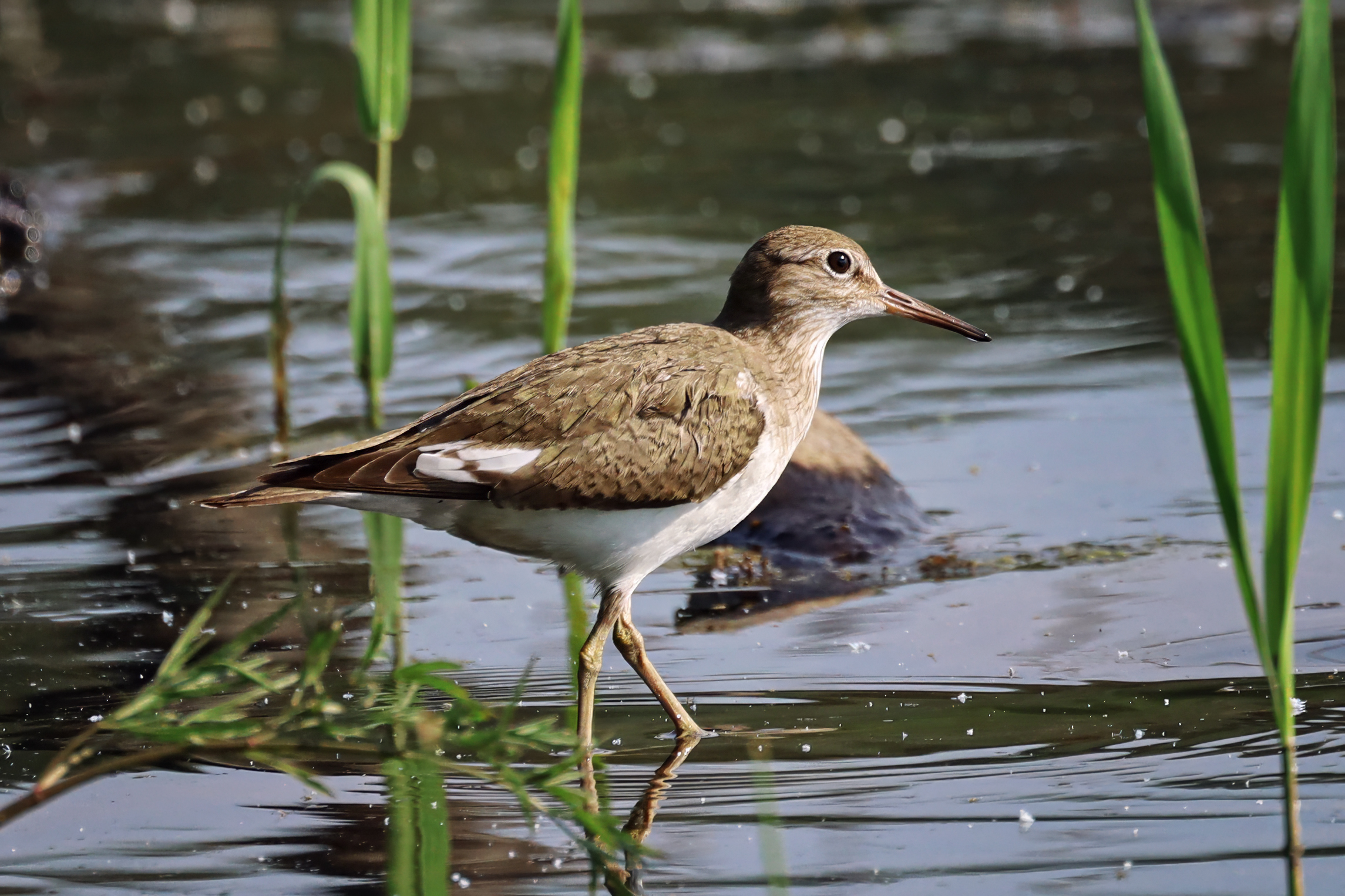 кулик, птицы, озеро, Abdalova Tatiana
