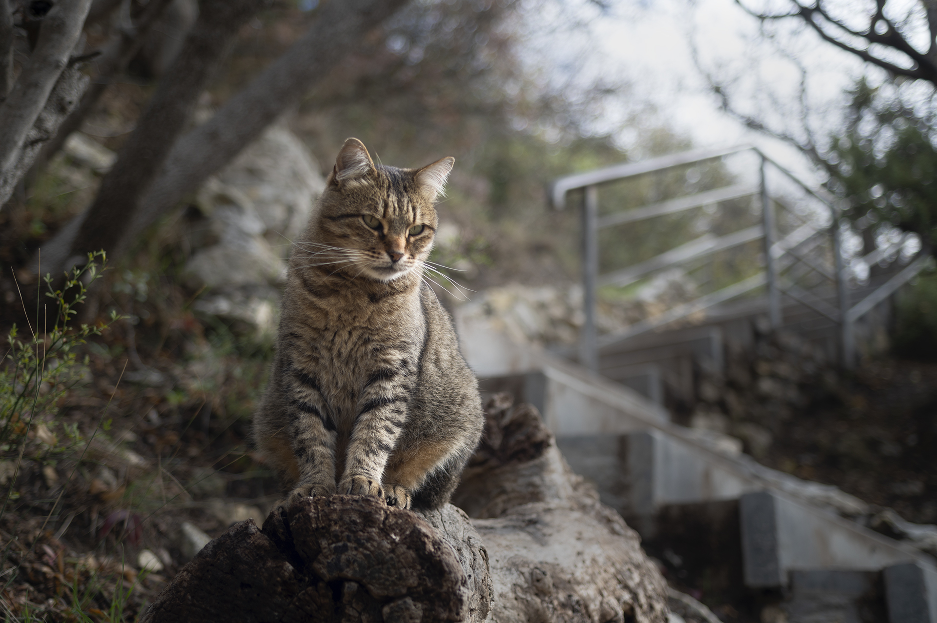 крым, кот, кошка, мыс фиолент, яшмовый пляж, Андреева Светлана