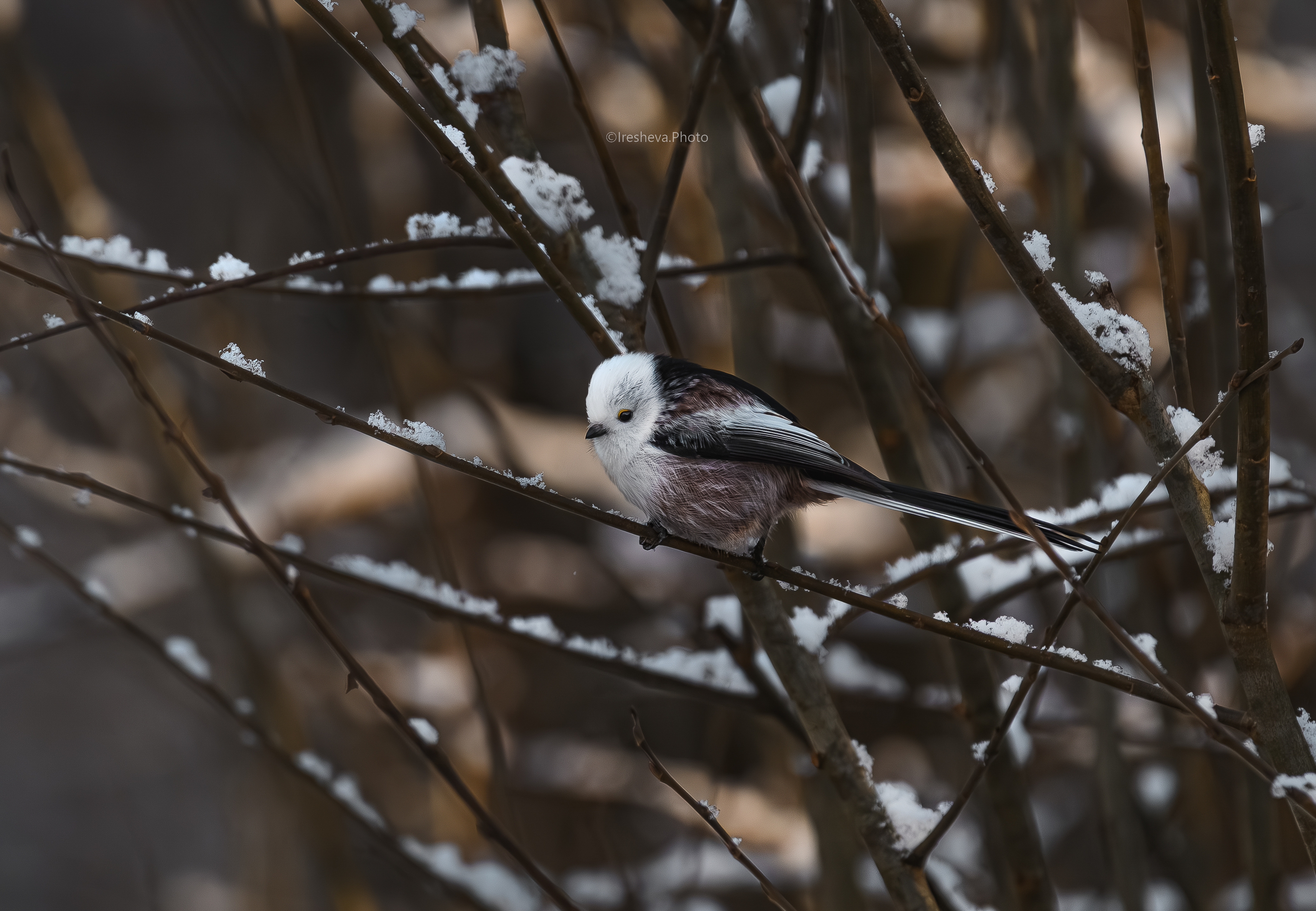 Ополовник Синица , Ирешева Мария
