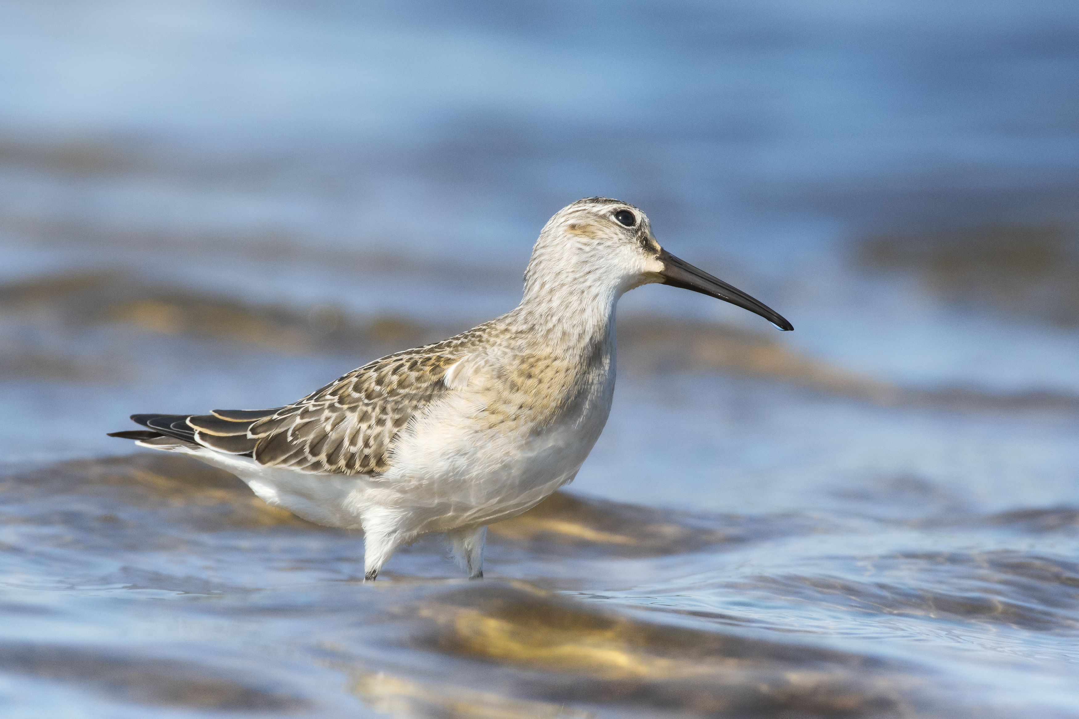 краснозобик, Curlew sandpiper, Calidris ferruginea, птица, дикая природа, shorebird, птицы России, birdwatching, nature, wildlife photography, close-up bird, Полина Шальнева