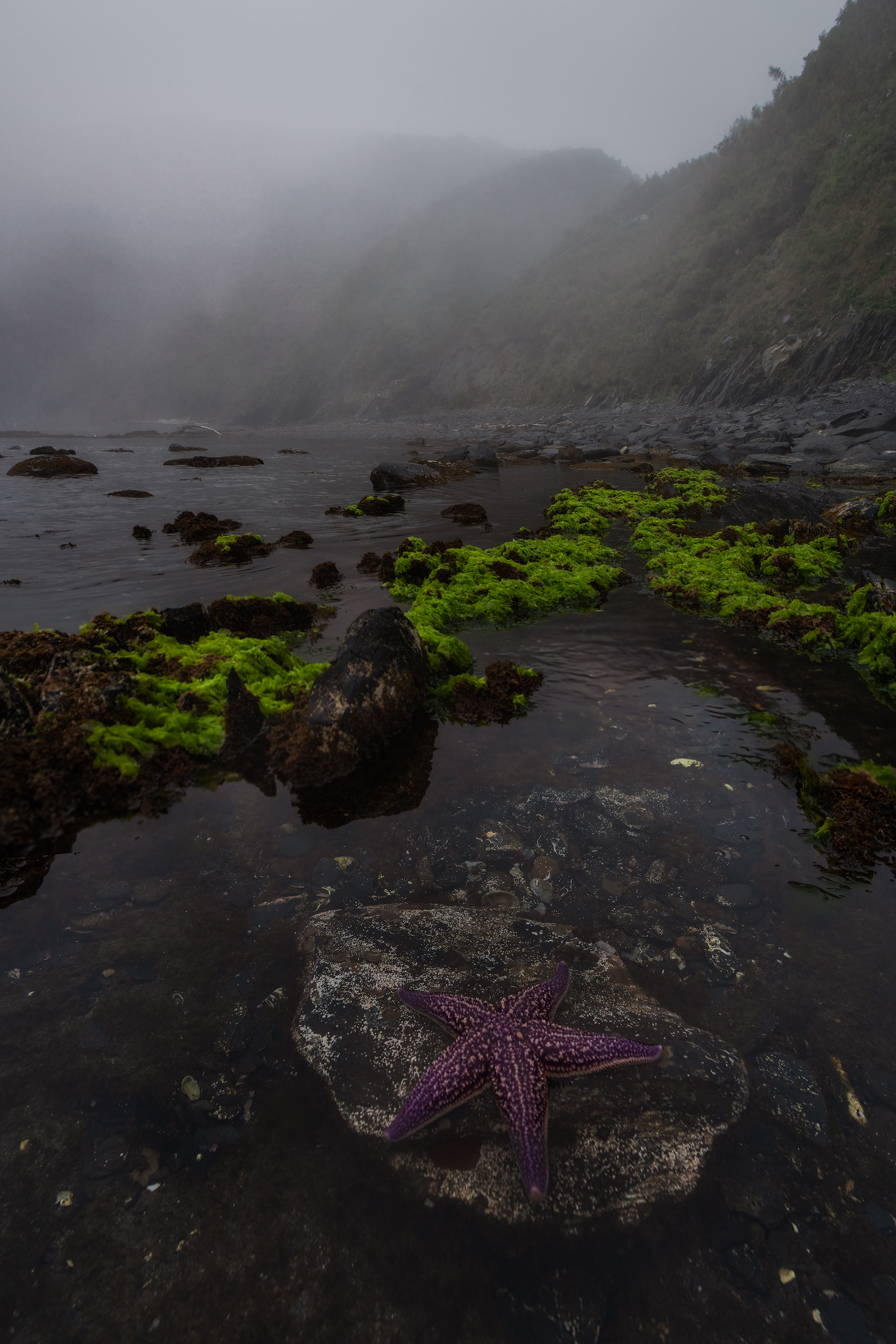 владивосток, приморский край, бухта тунгус, японское море, морская звезда, Чекалев Алексей