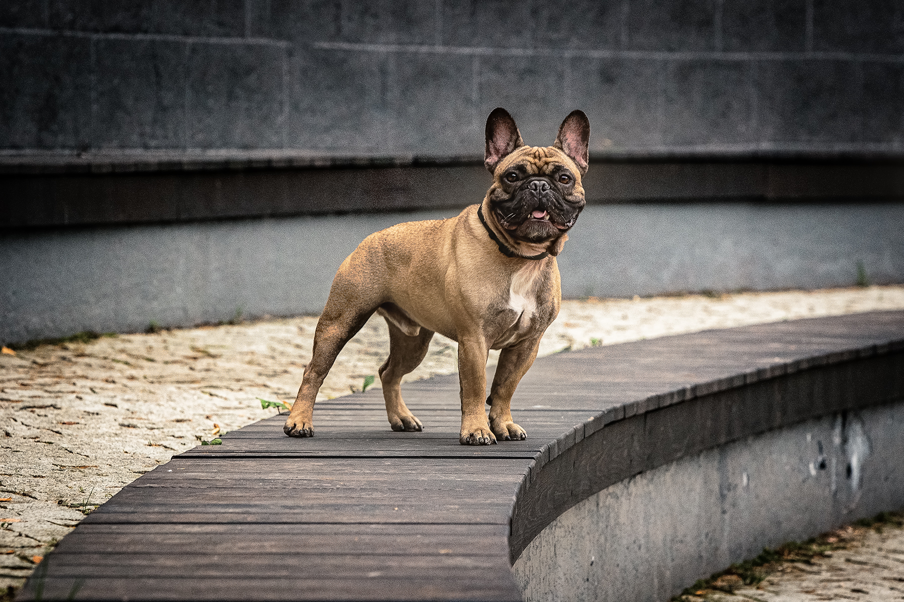 , Елена Самусенкова