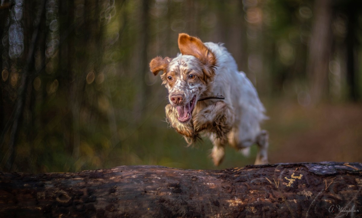 , Чибиркин Александр