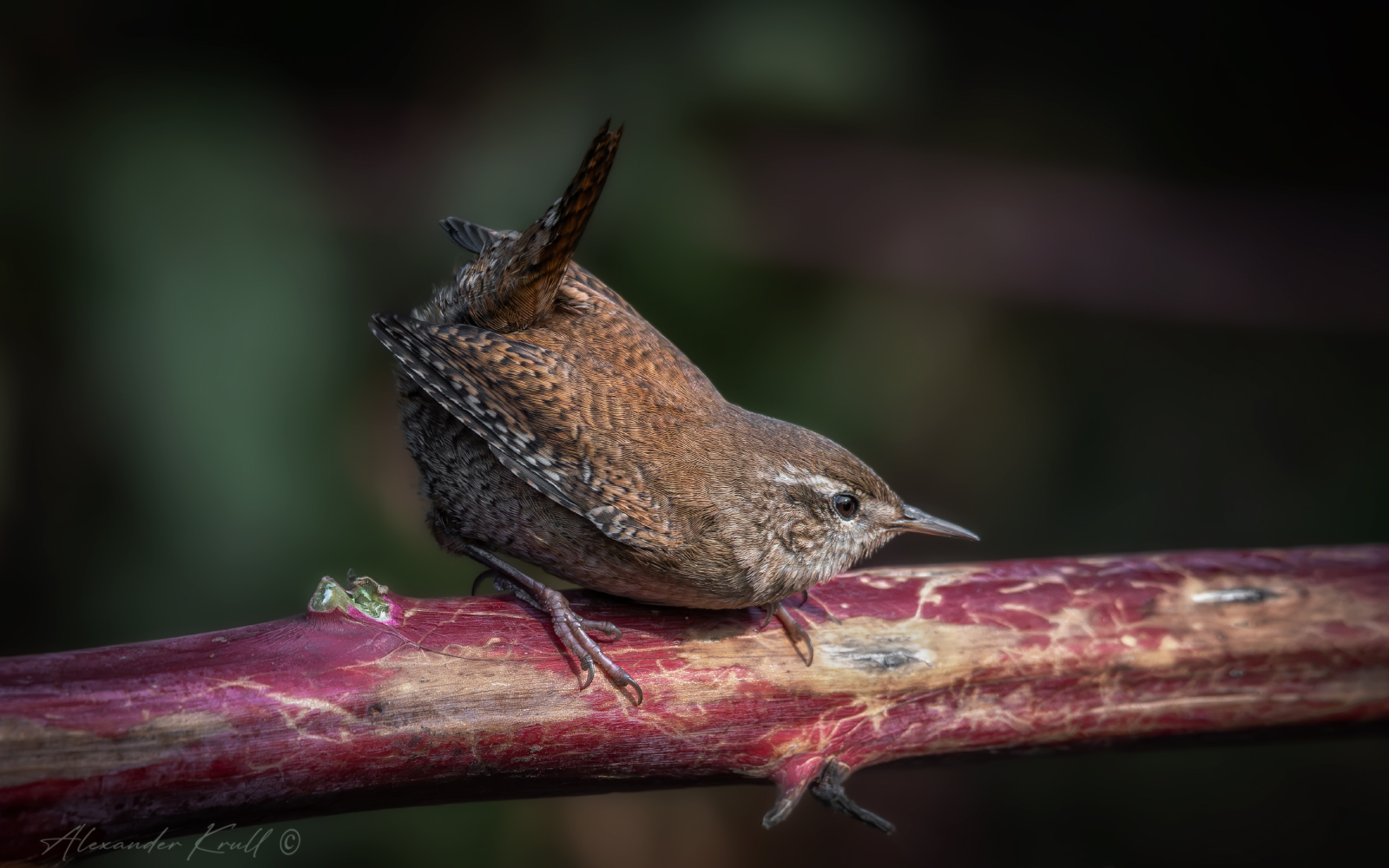 крапивник, подкоренник, орешек, задерихвост, troglodytes troglodytes, Круль Александр