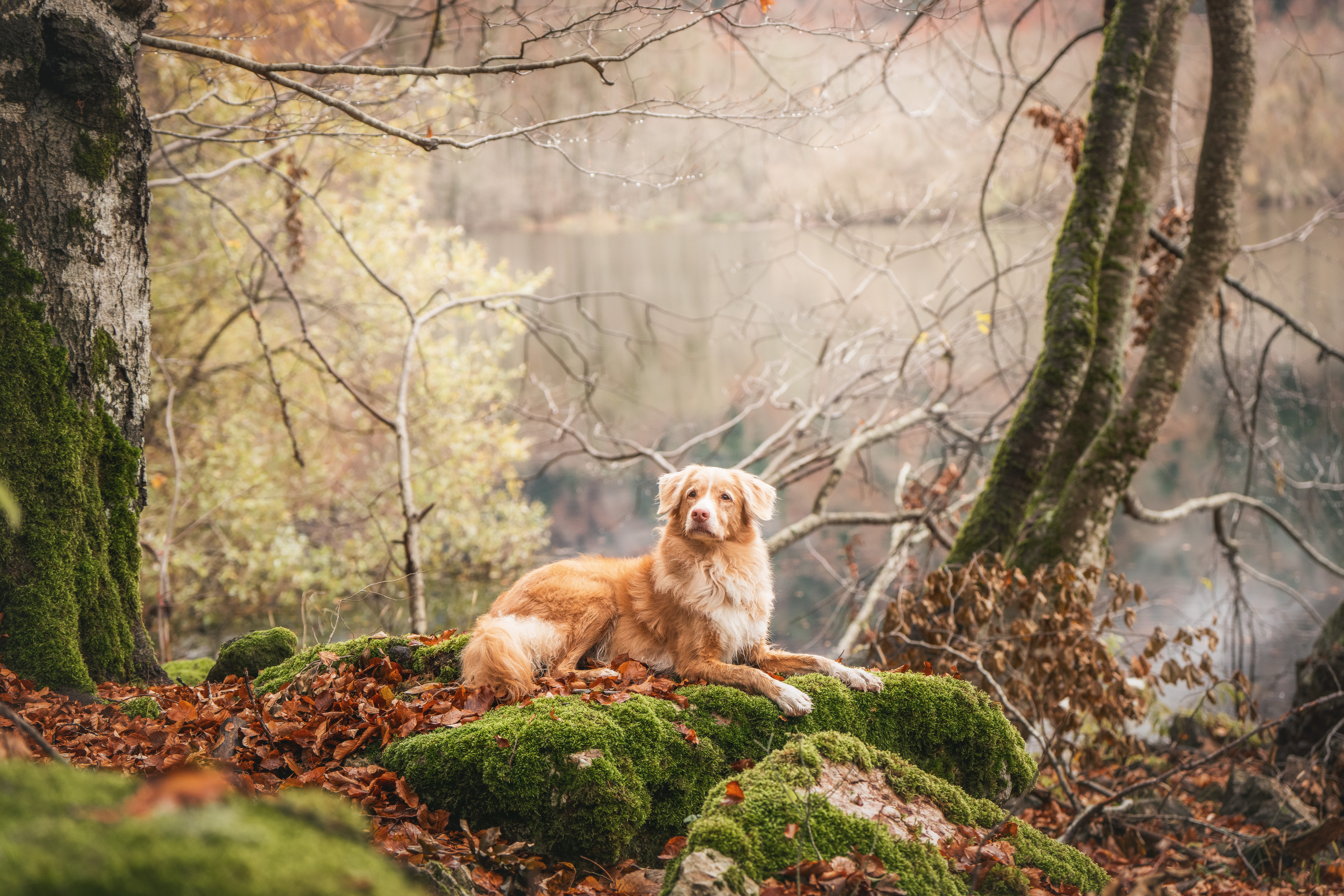 , Андрианова Ирина