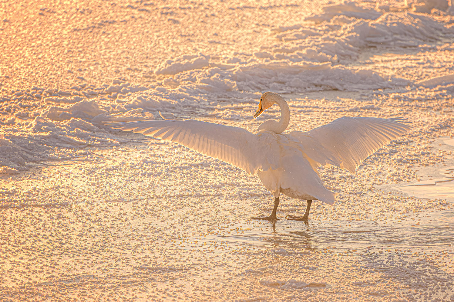 лебеди-кликуны на бии, Татаркин Вячеслав