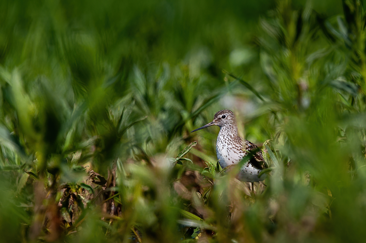 поручейник, кулик, птица, Anton