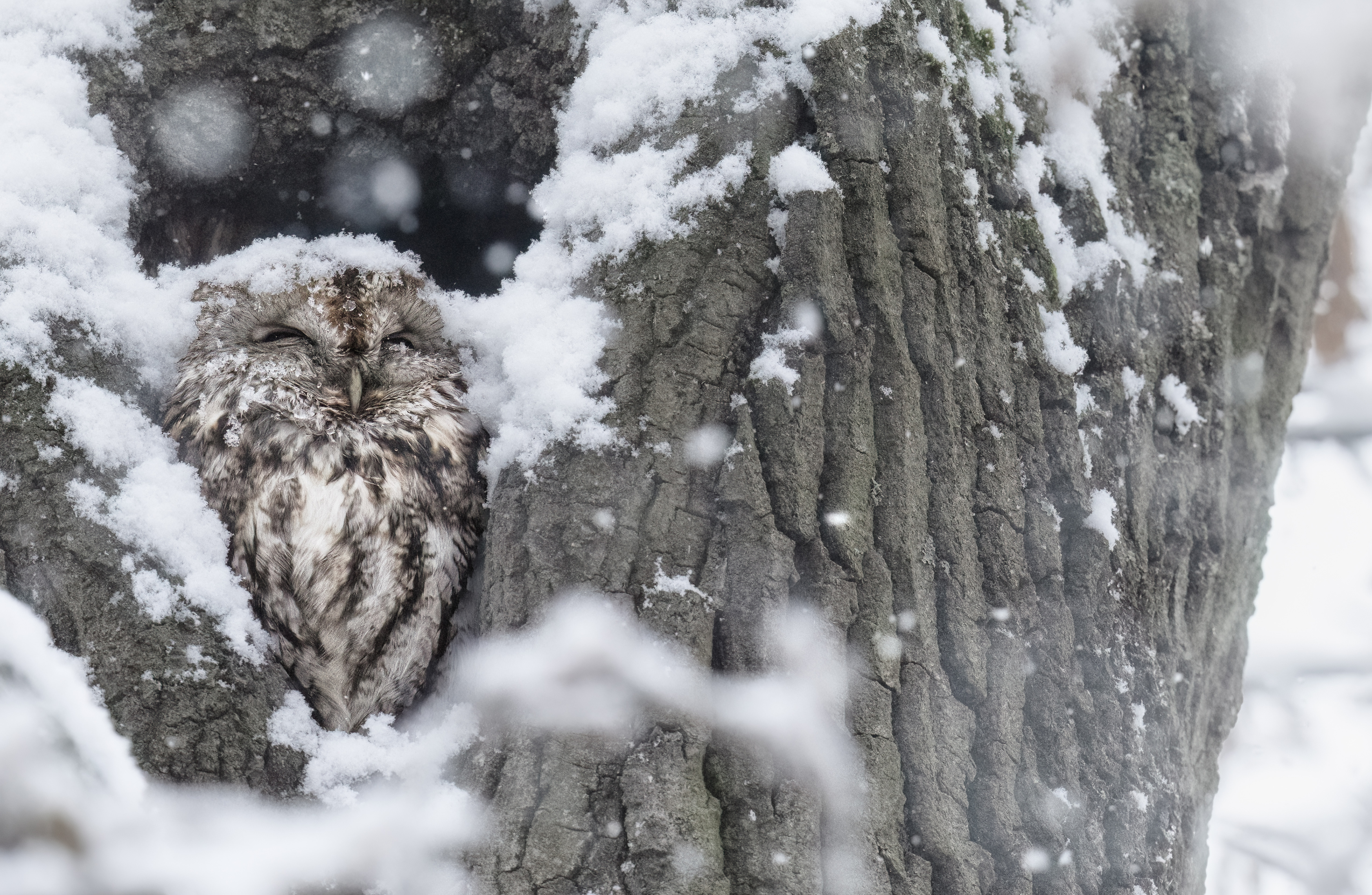 bird, winter, snowflake, nature, wildlife, owl, tawnyowl,funny,cute, Tímea Ambrus