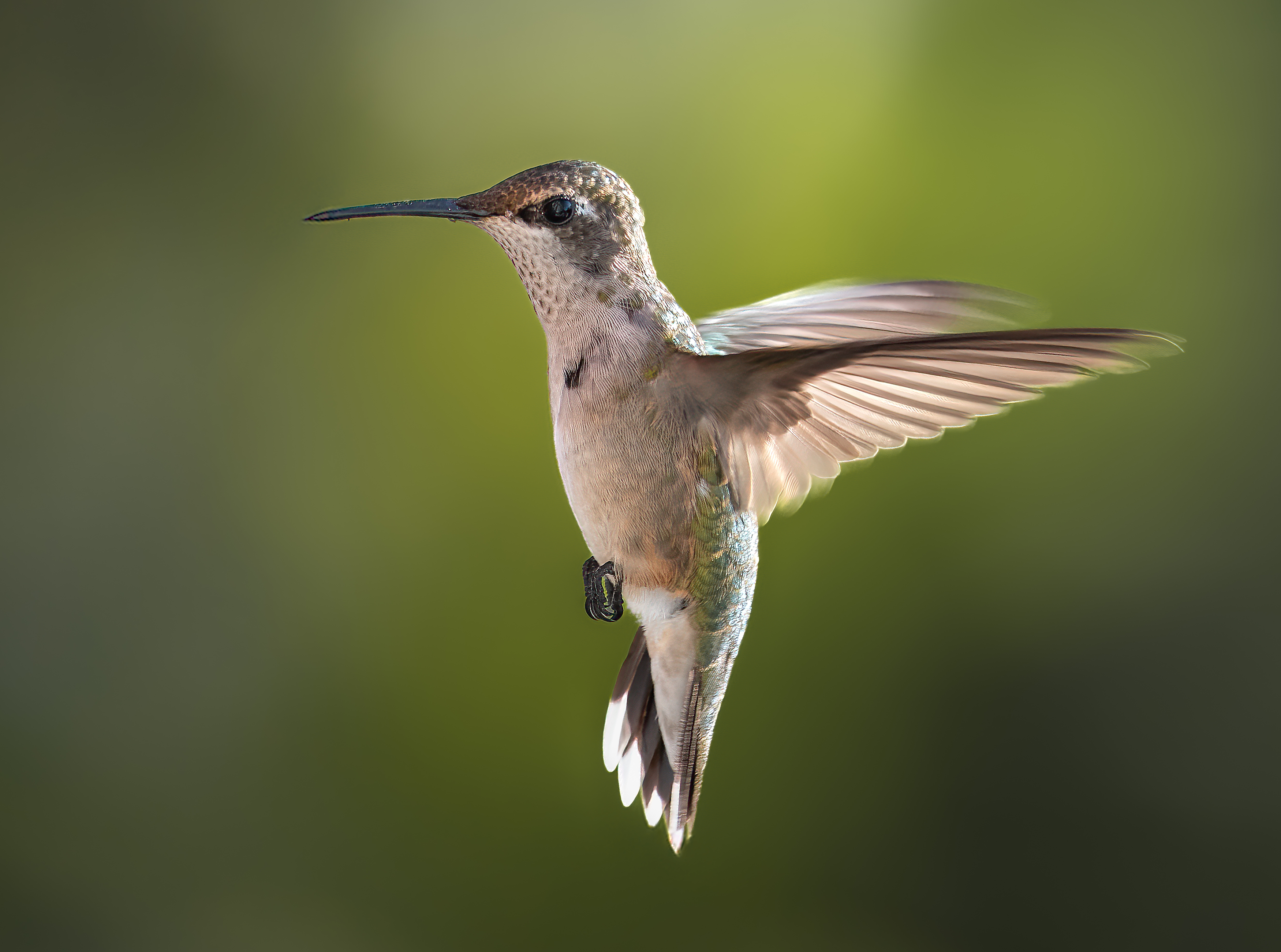 bird, humming, hummingbird, hummingbirds, hummer, rufous, nature, animals, wild, action, dynamic, Atul Saluja