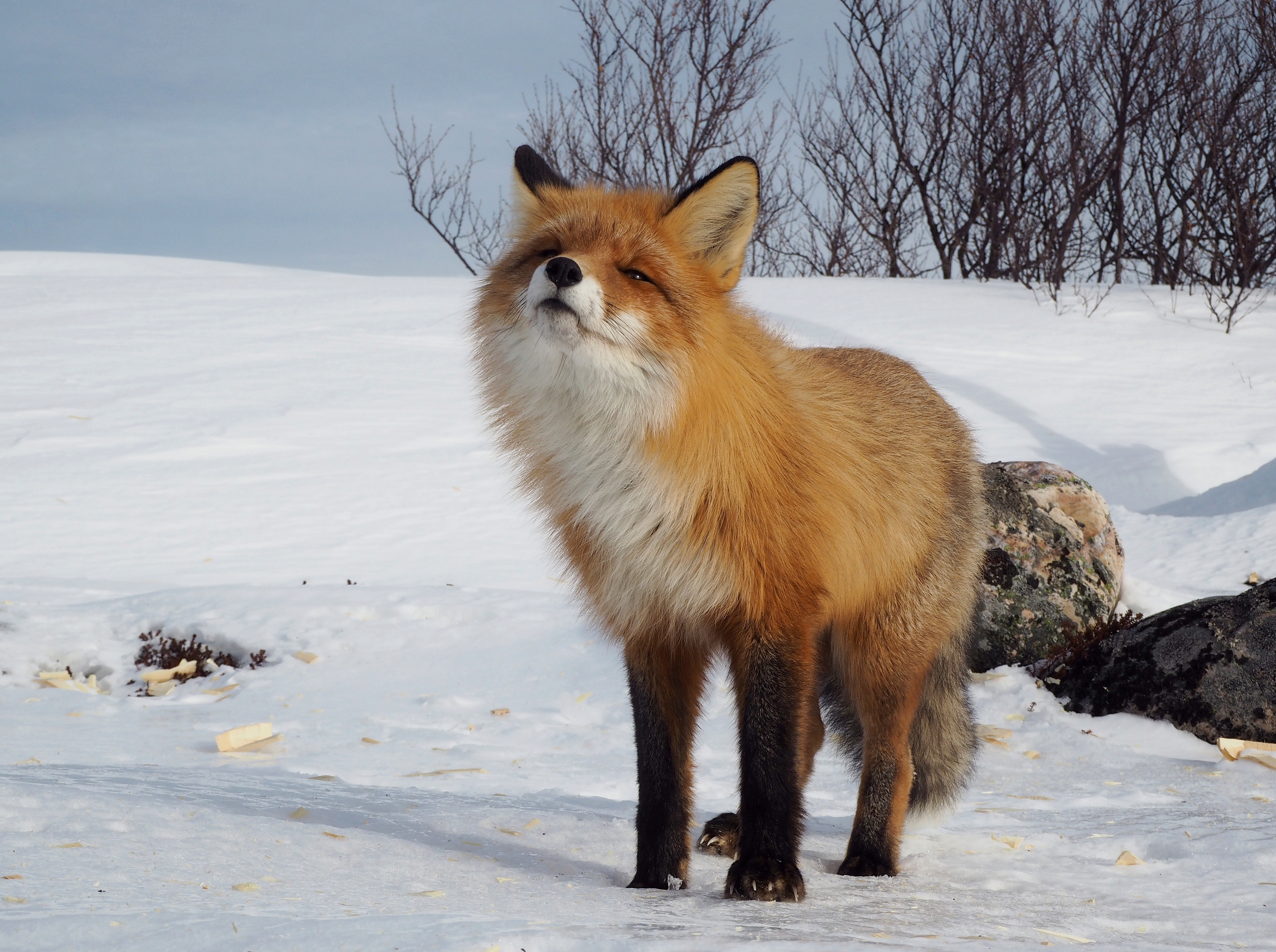 , Яковлев Евгений