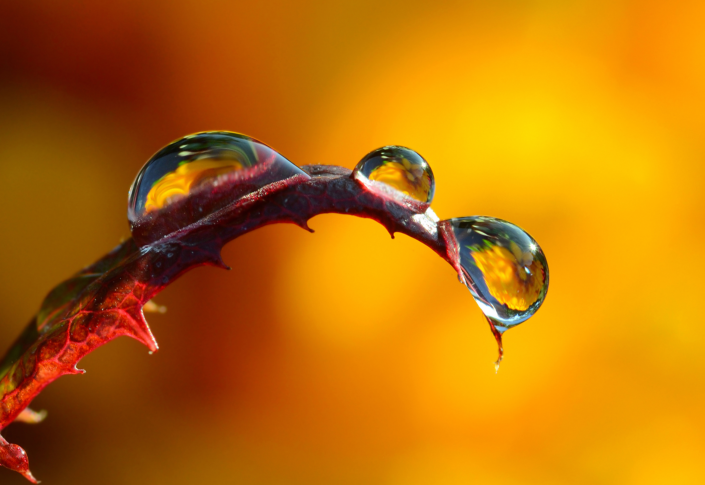 Макро, вода, солнце, свет, растение,, Kudryavtsev Pavel