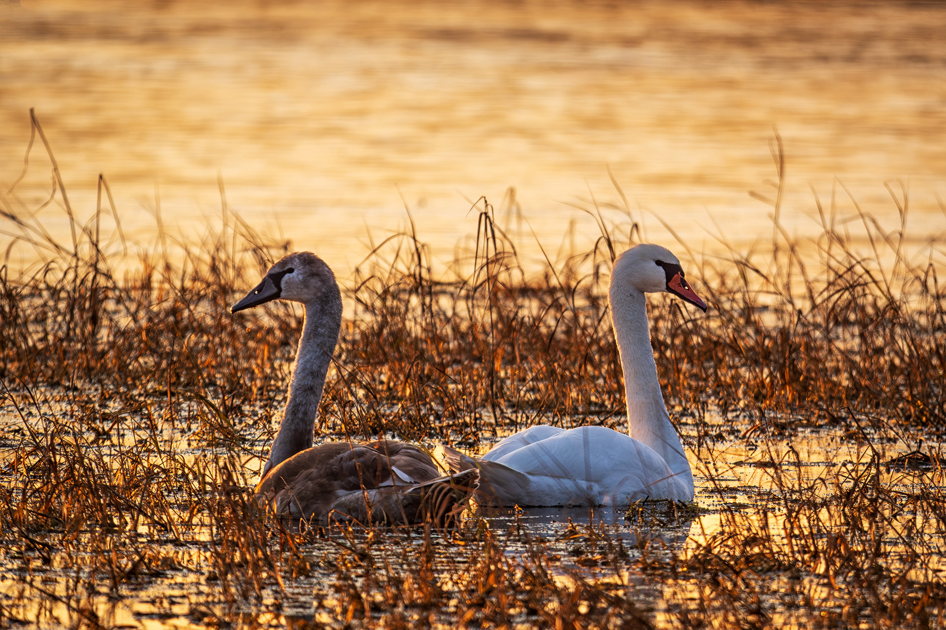 , Бодрягин Виталий