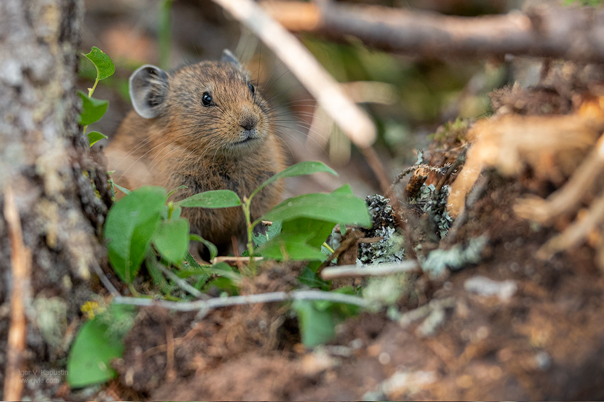 , Капустин Игорь
