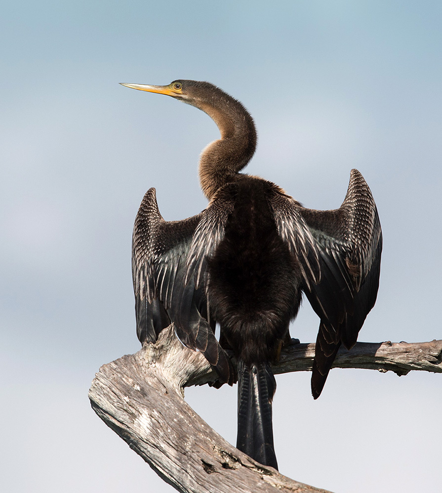 американская змеешейка, anhinga, birds,птицы,змеешейка, Etkind Elizabeth